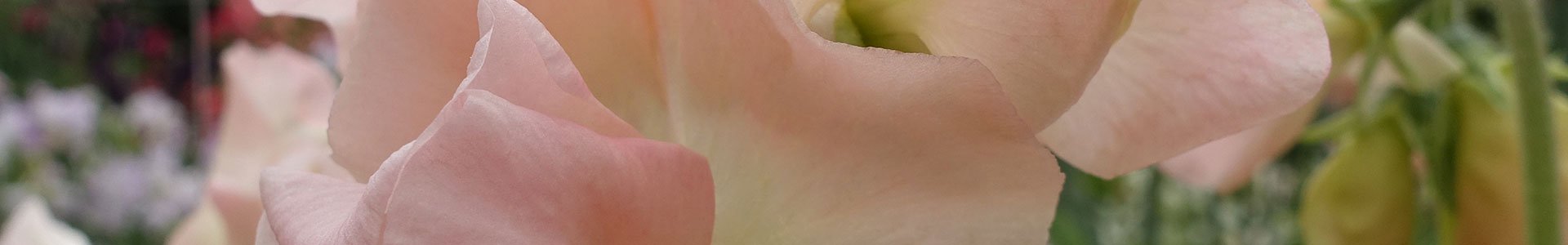The Most Fragrant Sweet Peas