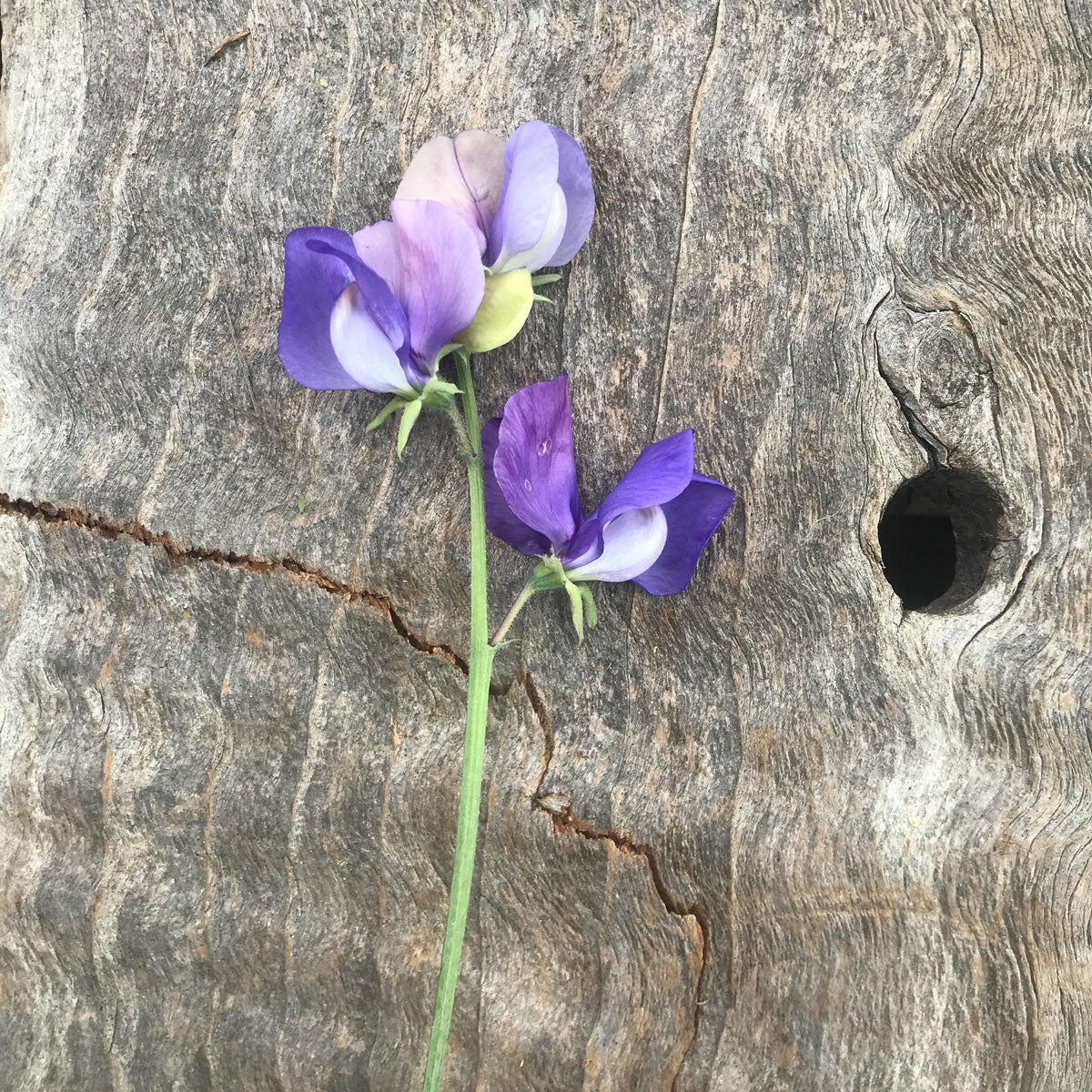 Close-up of a single Sweet Pea 'Adorabel' flower with soft lavender petals maturing to mauve-blue