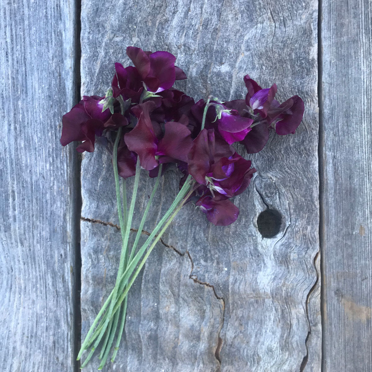 Bouquet of Magnificent Maroon sweet peas (Lathyrus odoratus) with deep, velvety burgundy-purple flowers and long green stems, arranged on weathered grey wooden boards.