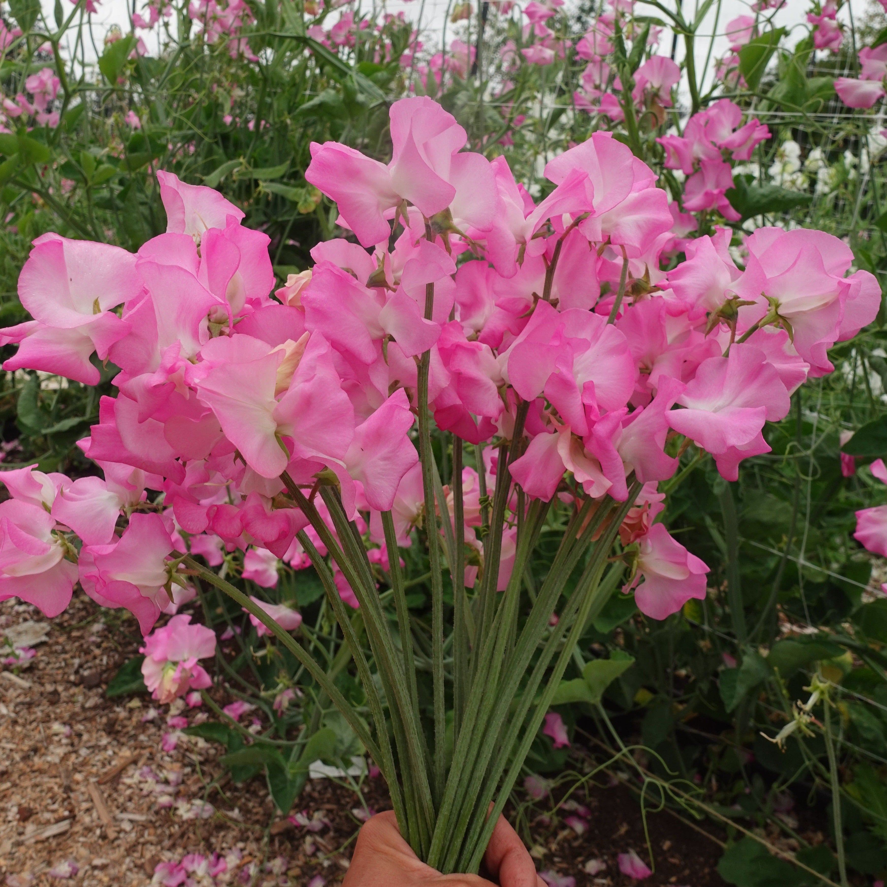 Gwendoline Sweet Pea Flower Bouquet