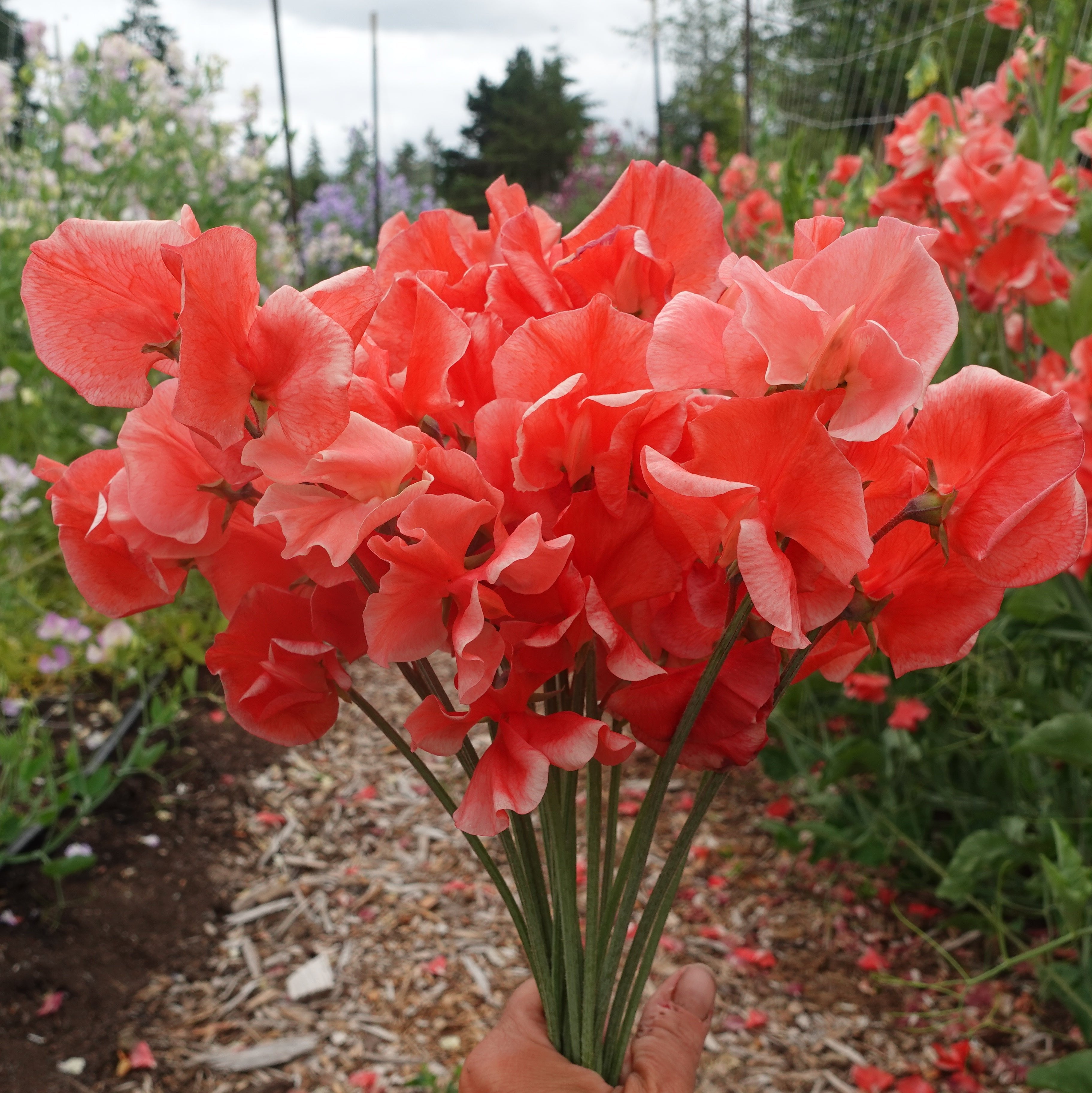 Clementine Kiss Sweet Pea Flowers