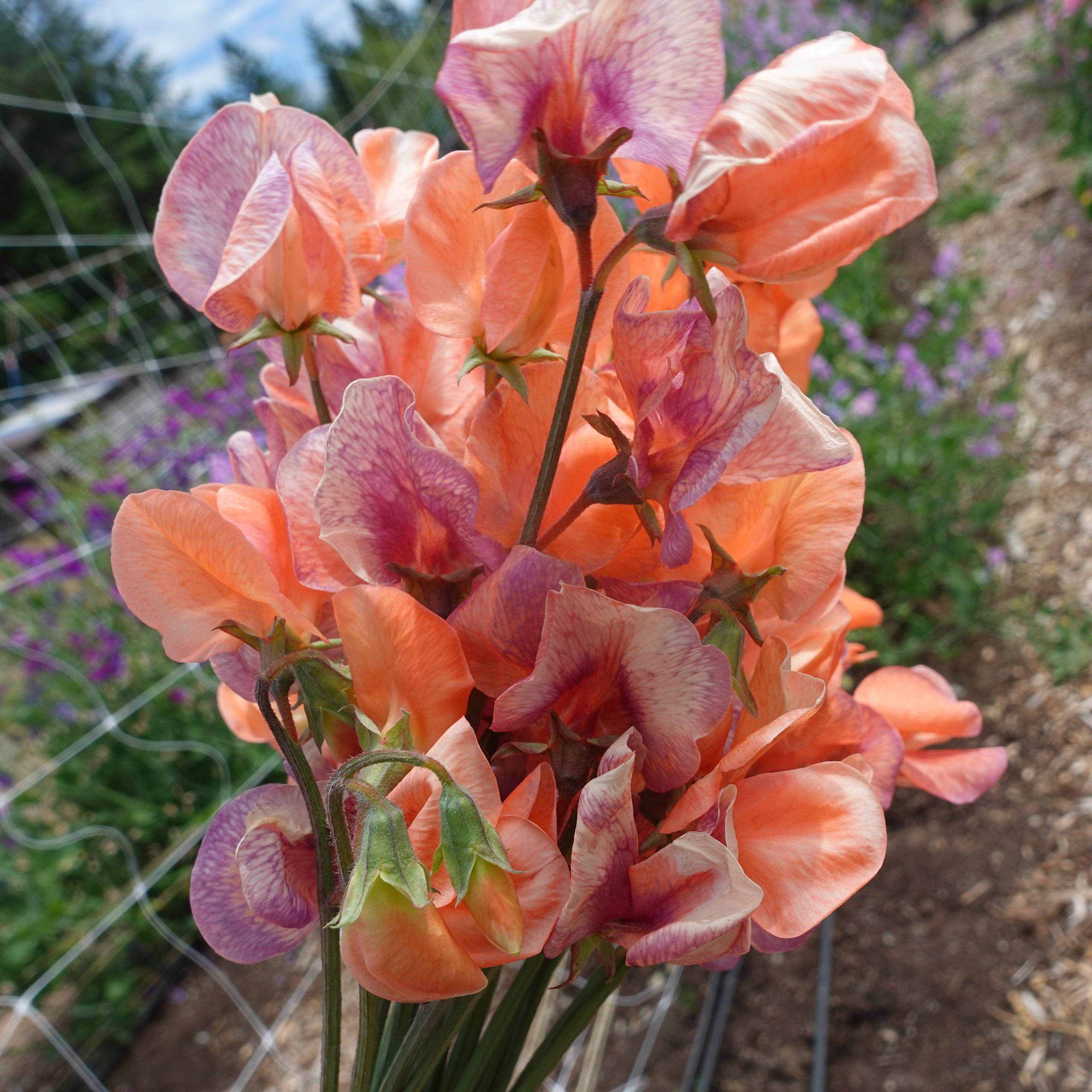 Blue Vein Sweet Pea Flowers