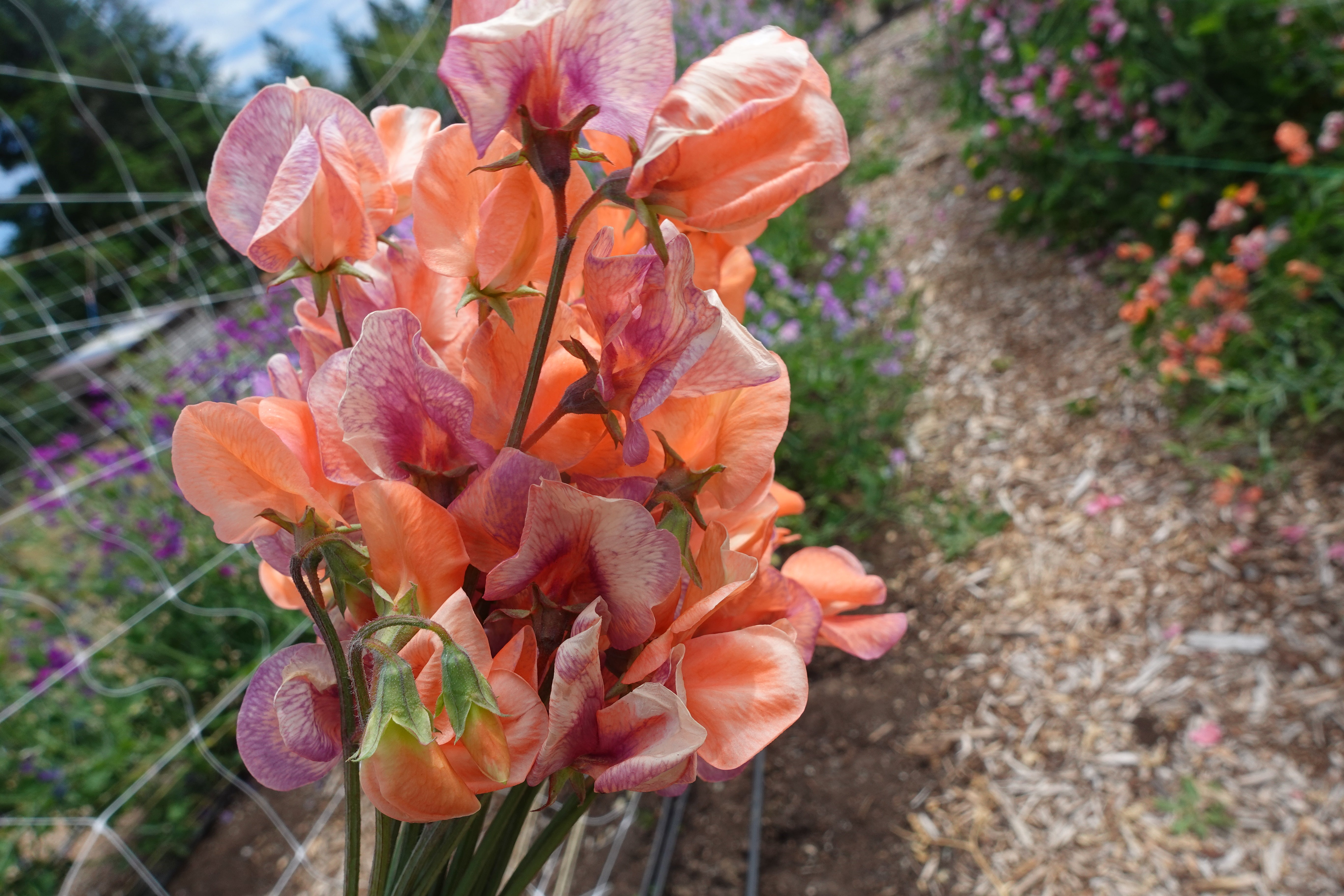 Blue Vein Sweet Pea Flowers