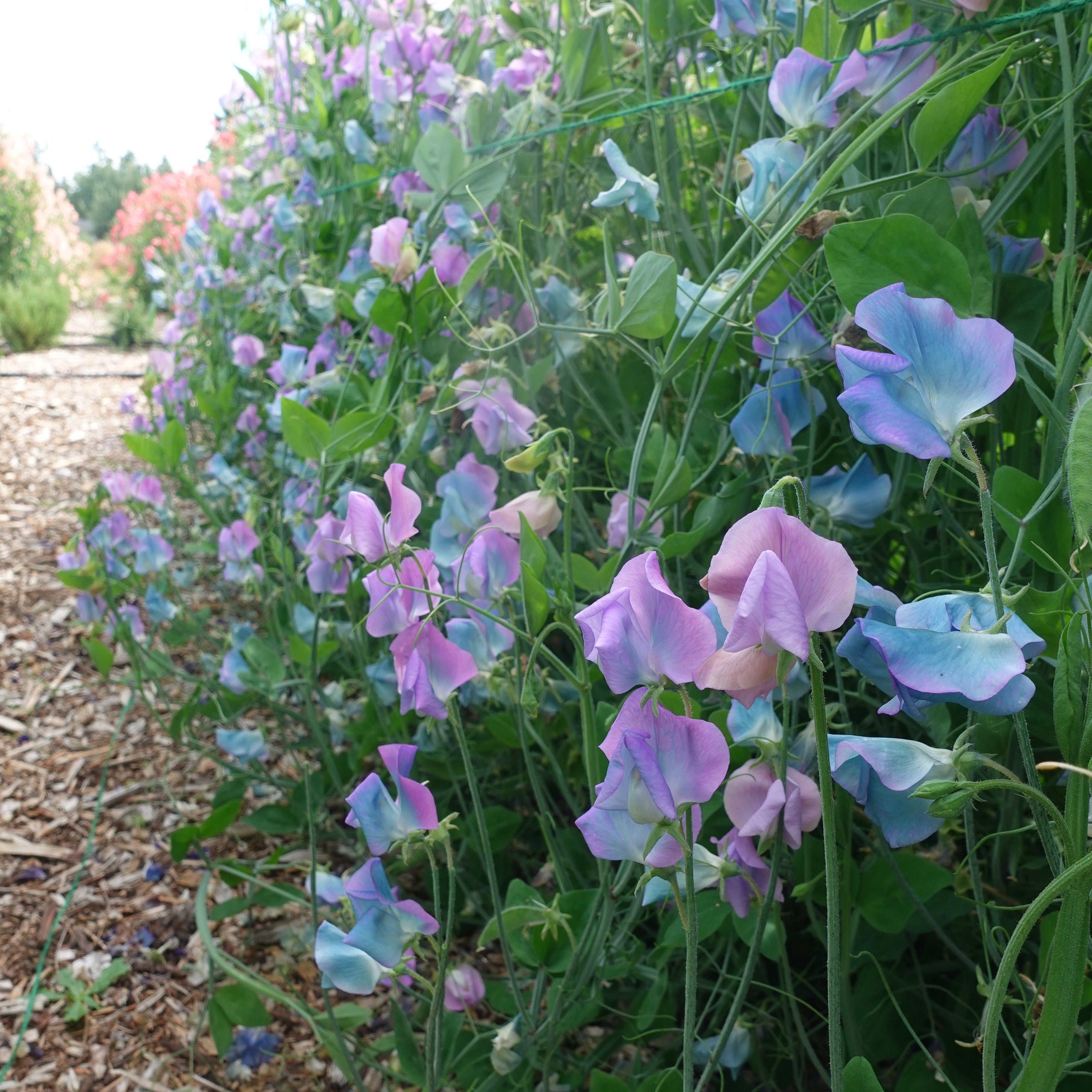 Turquoise Sweet Pea Flowers