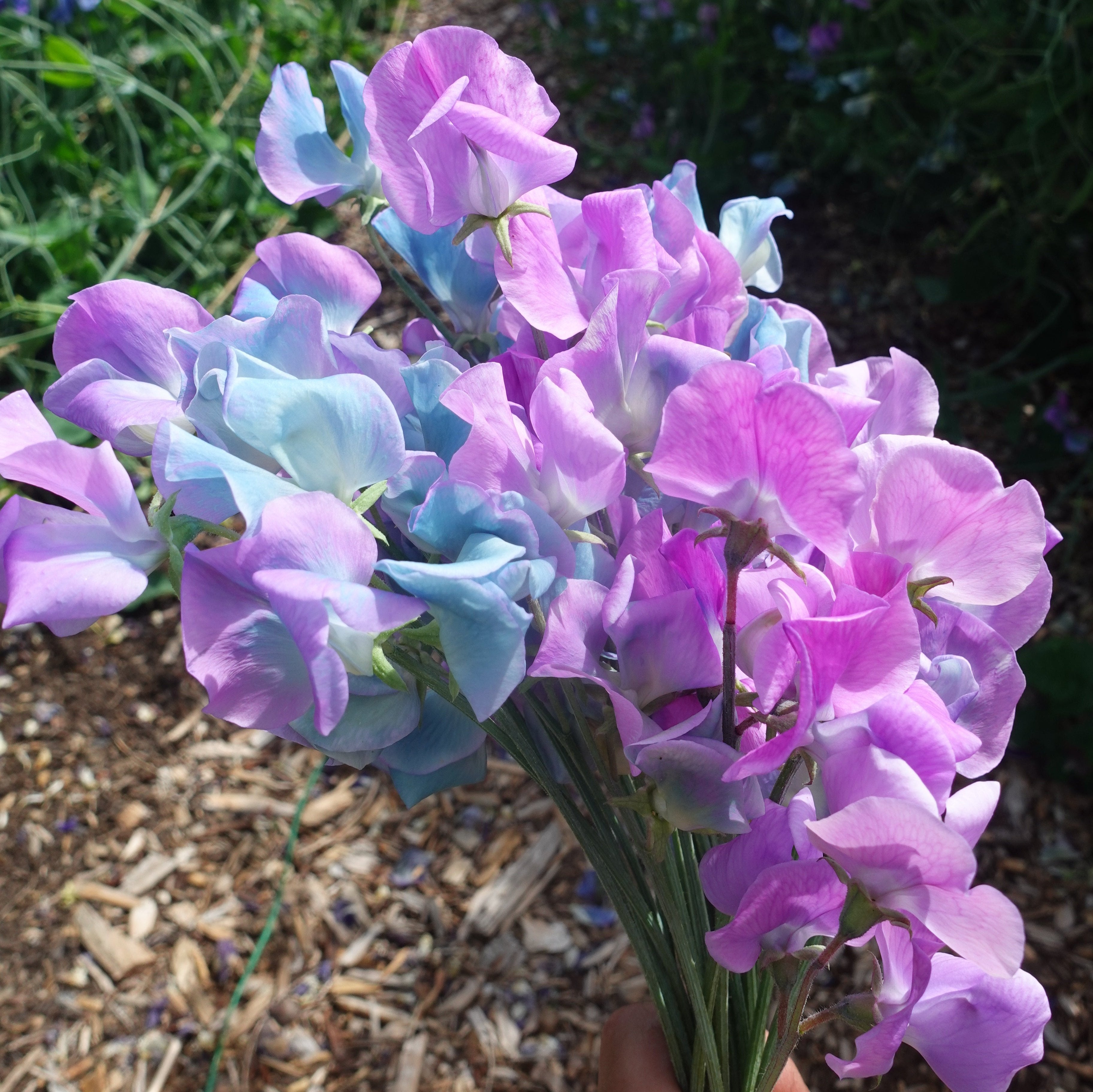 Turquoise Sweet Pea Flowers