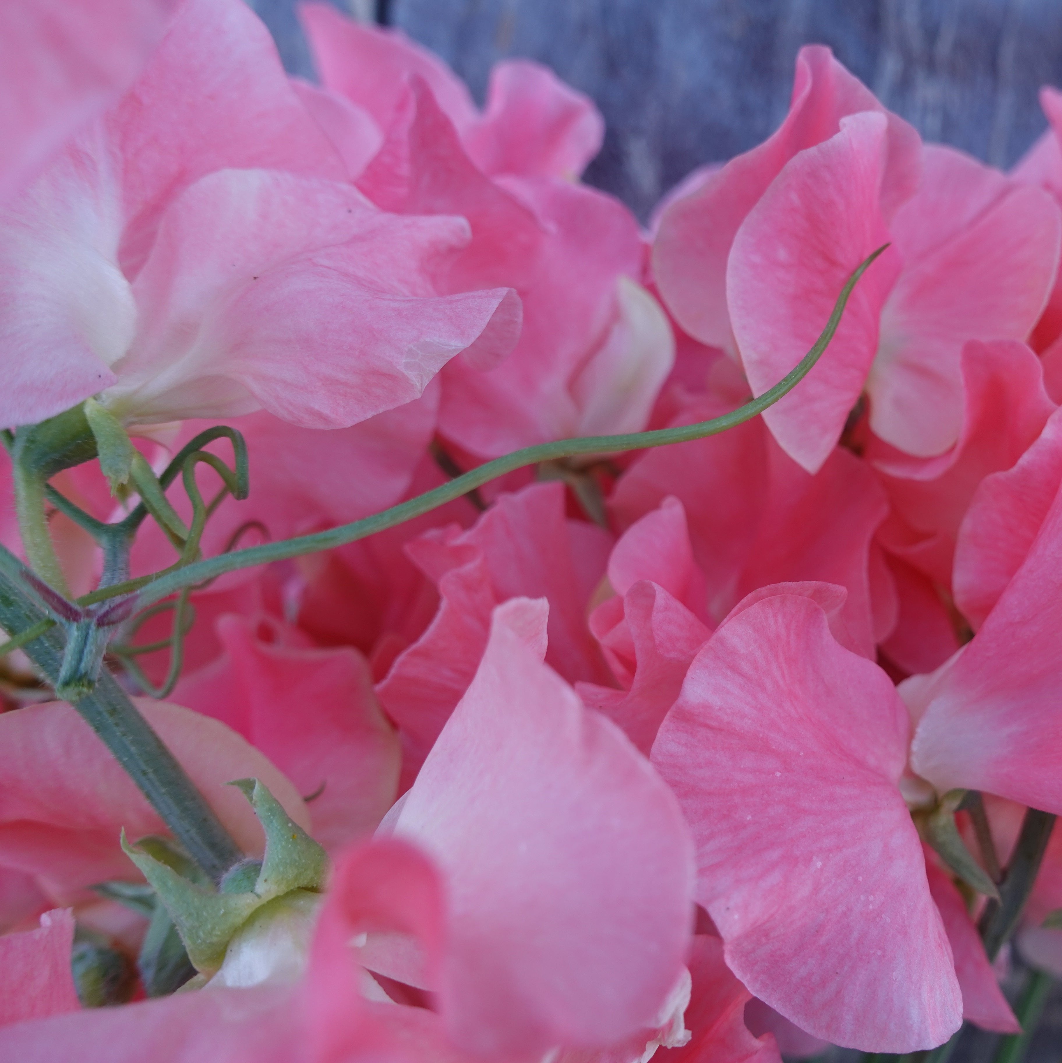 William & Catherine Sweet Pea Flowers