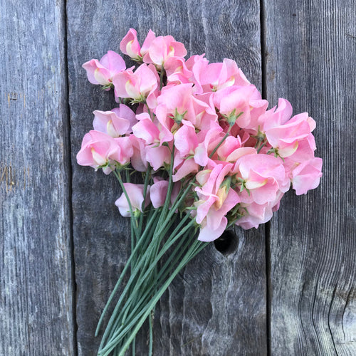 Seeds for Emily Sweet Pea Flowers