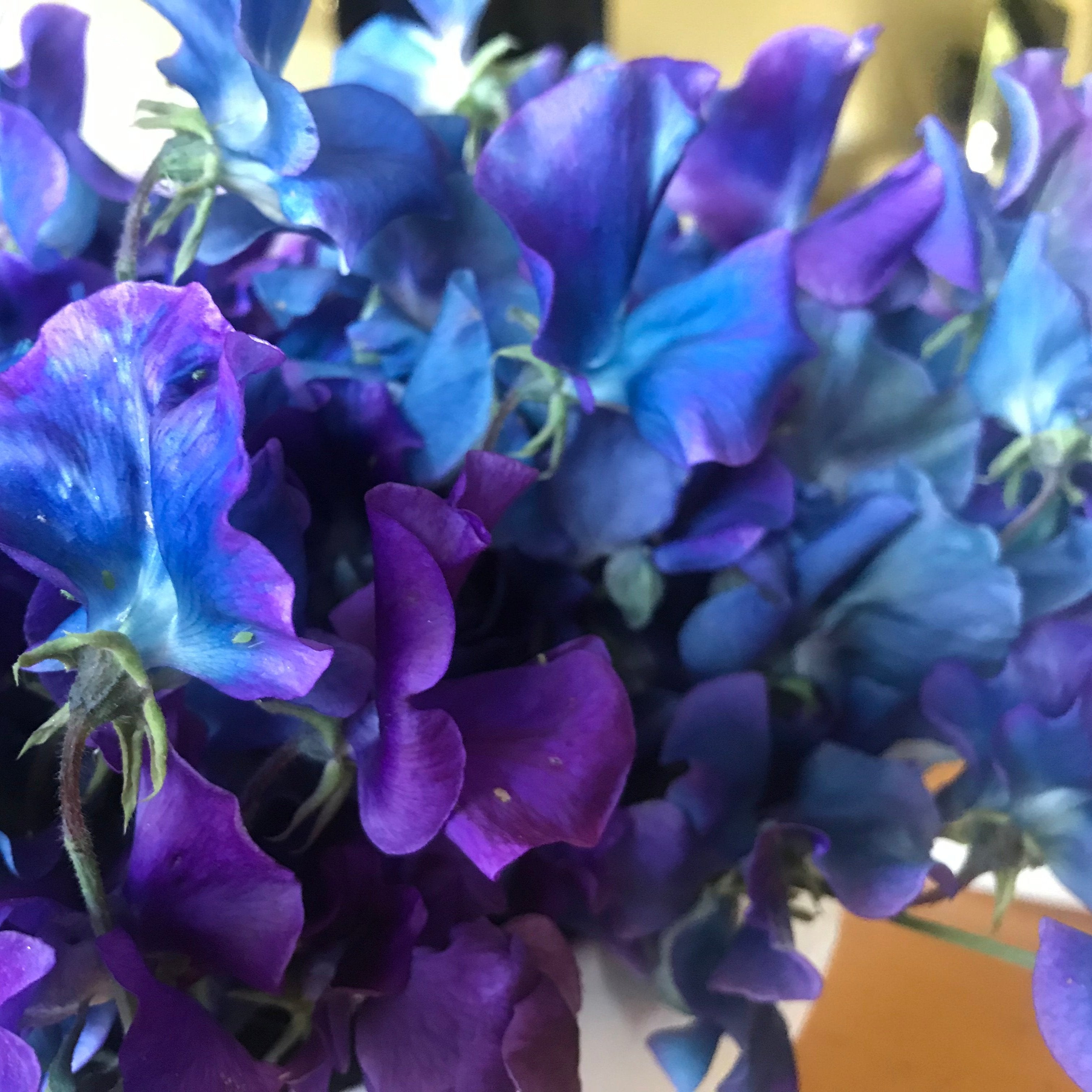 Blue Shift Sweet Pea Flower Bouquet