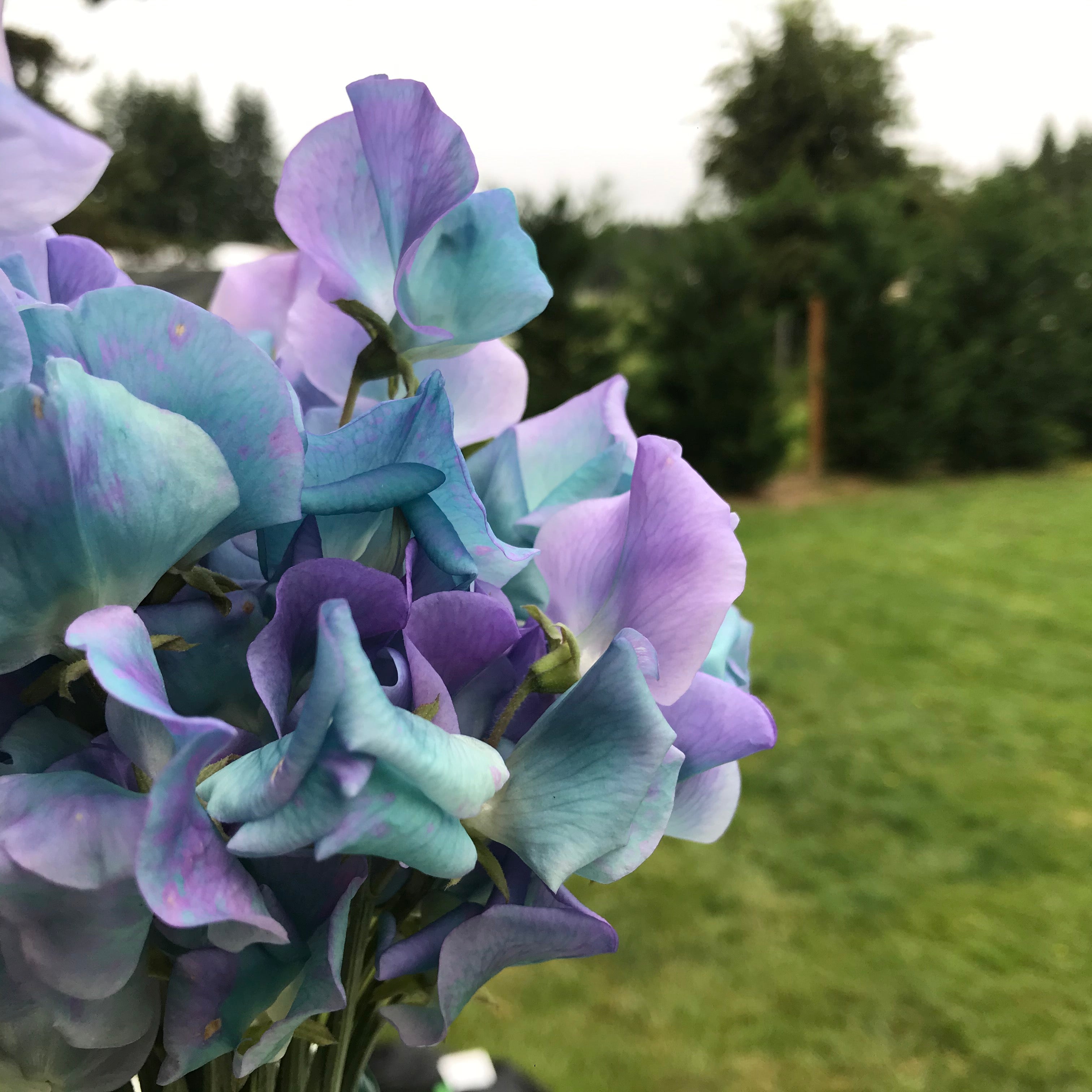 Turquoise Sweet Pea Flowers