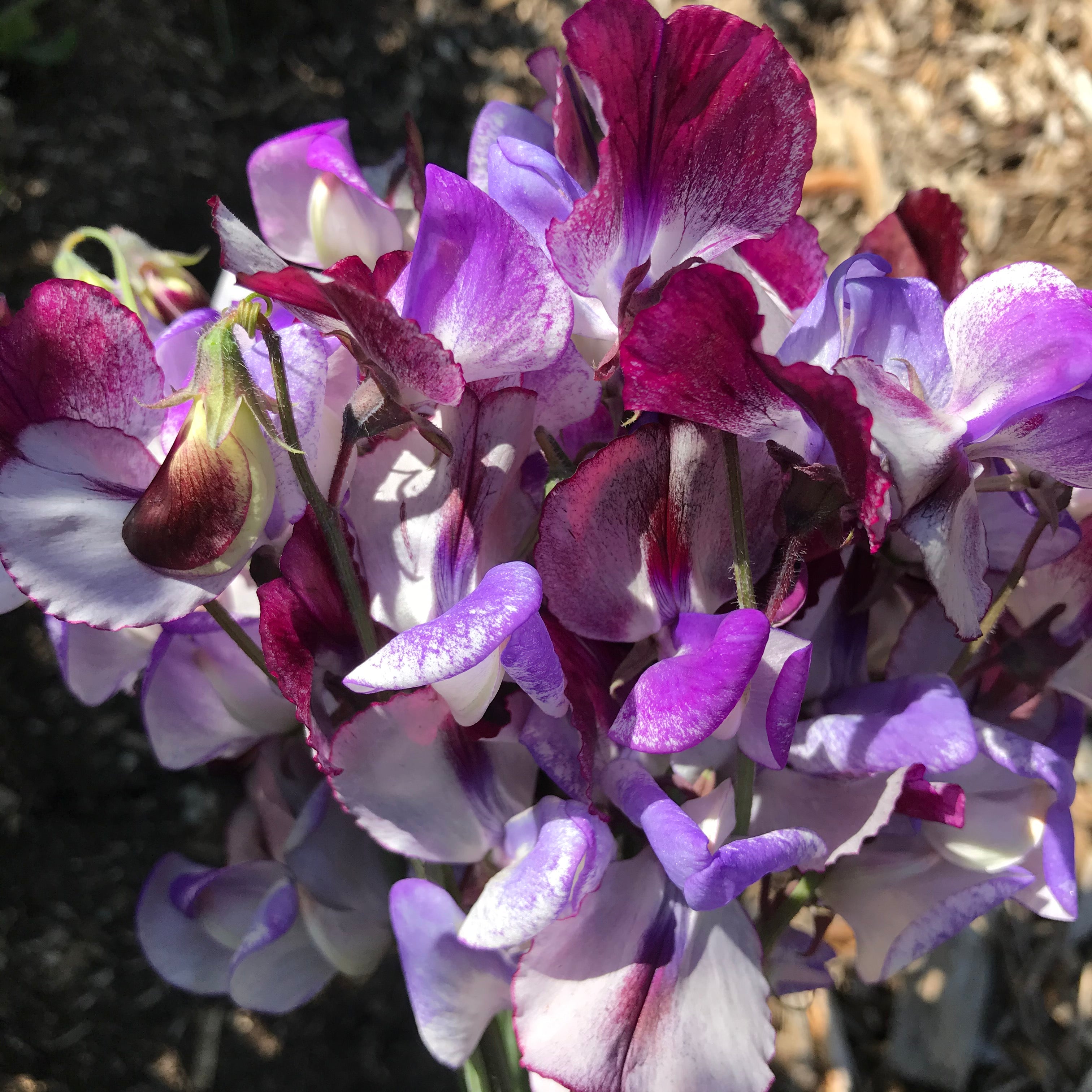 Three Times As Sweet Sweet Pea Flowers