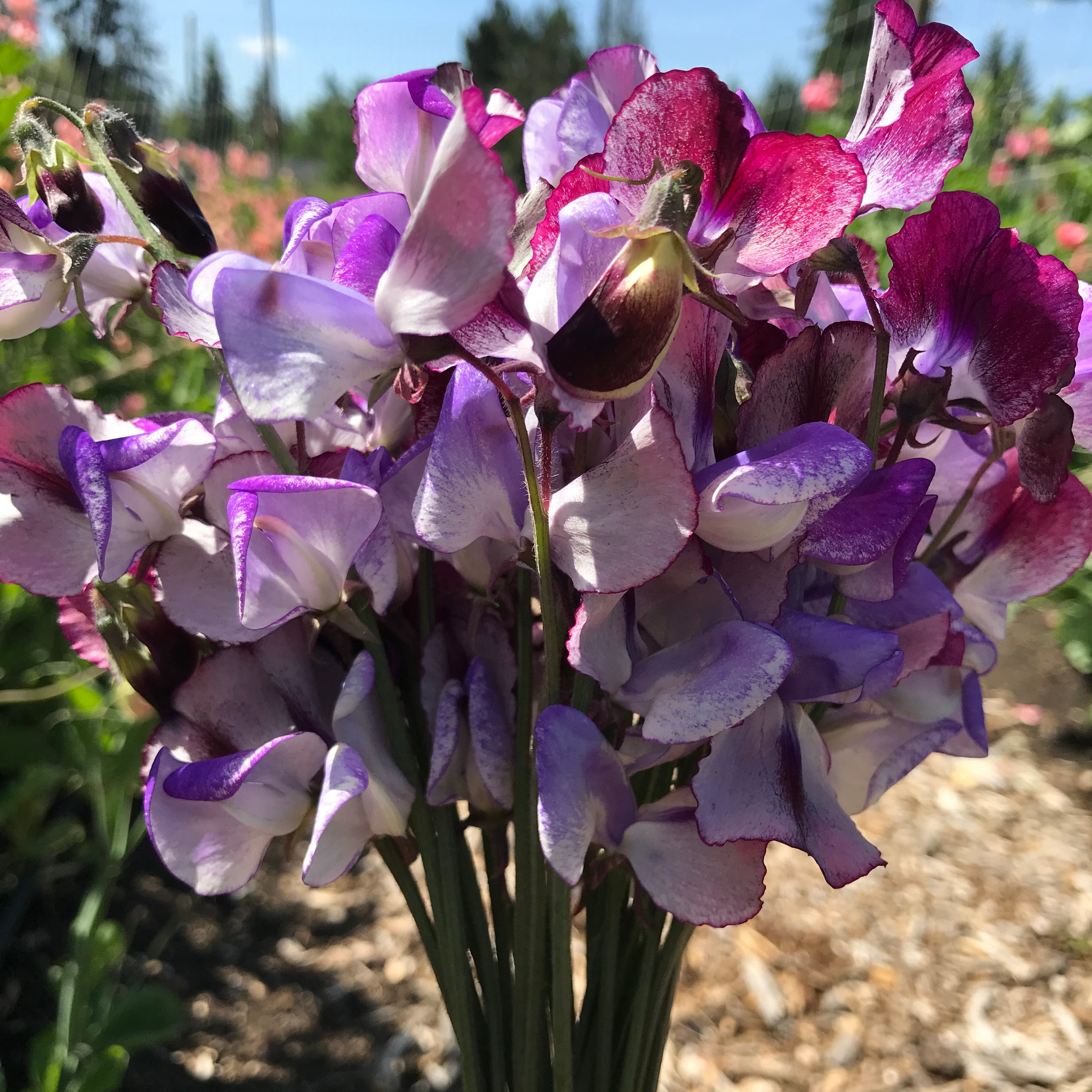 Three Times As Sweet Sweet Pea Flowers