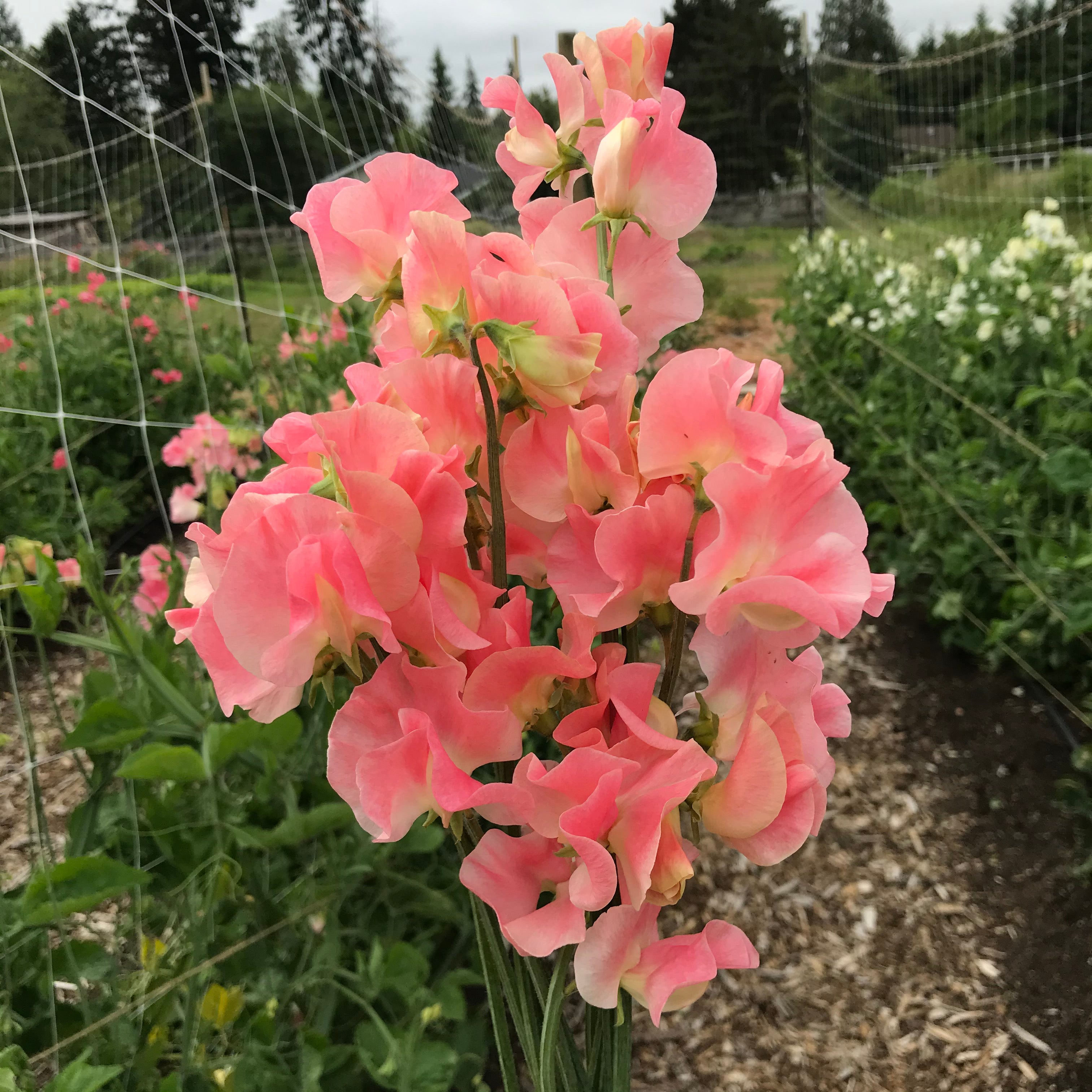 Just Janet Sweet Pea Flower Bouquet