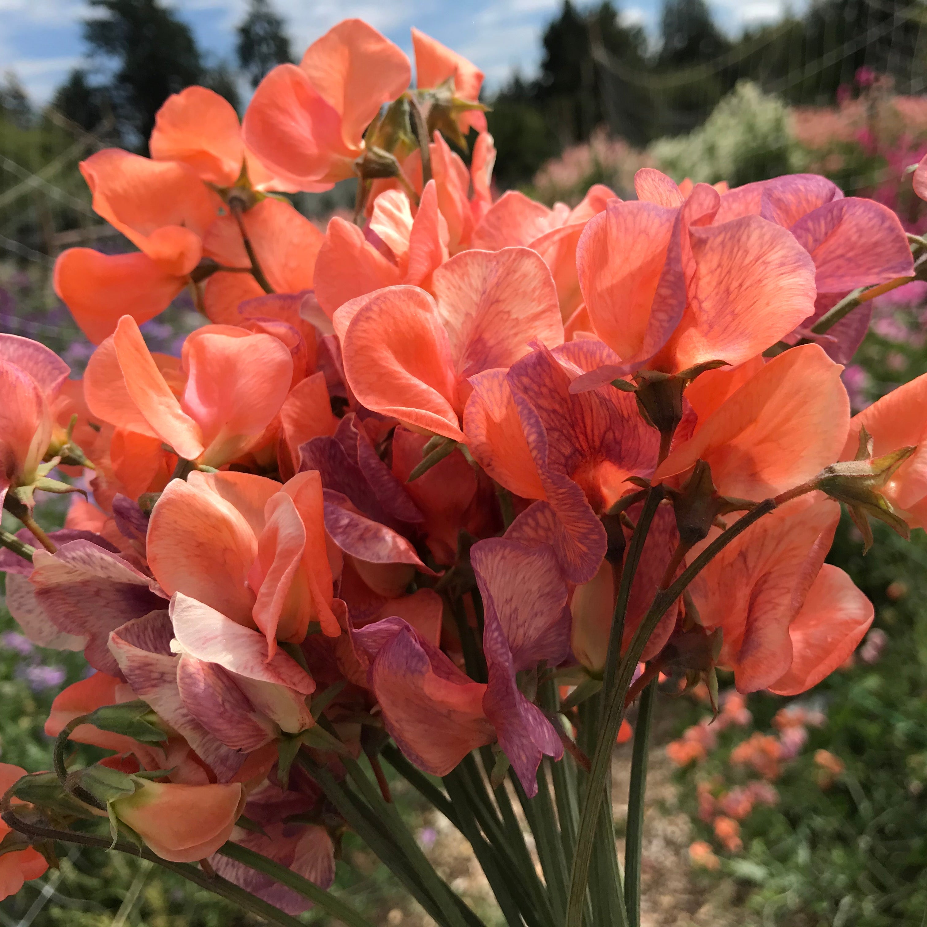 Blue Vein Sweet Pea Flowers