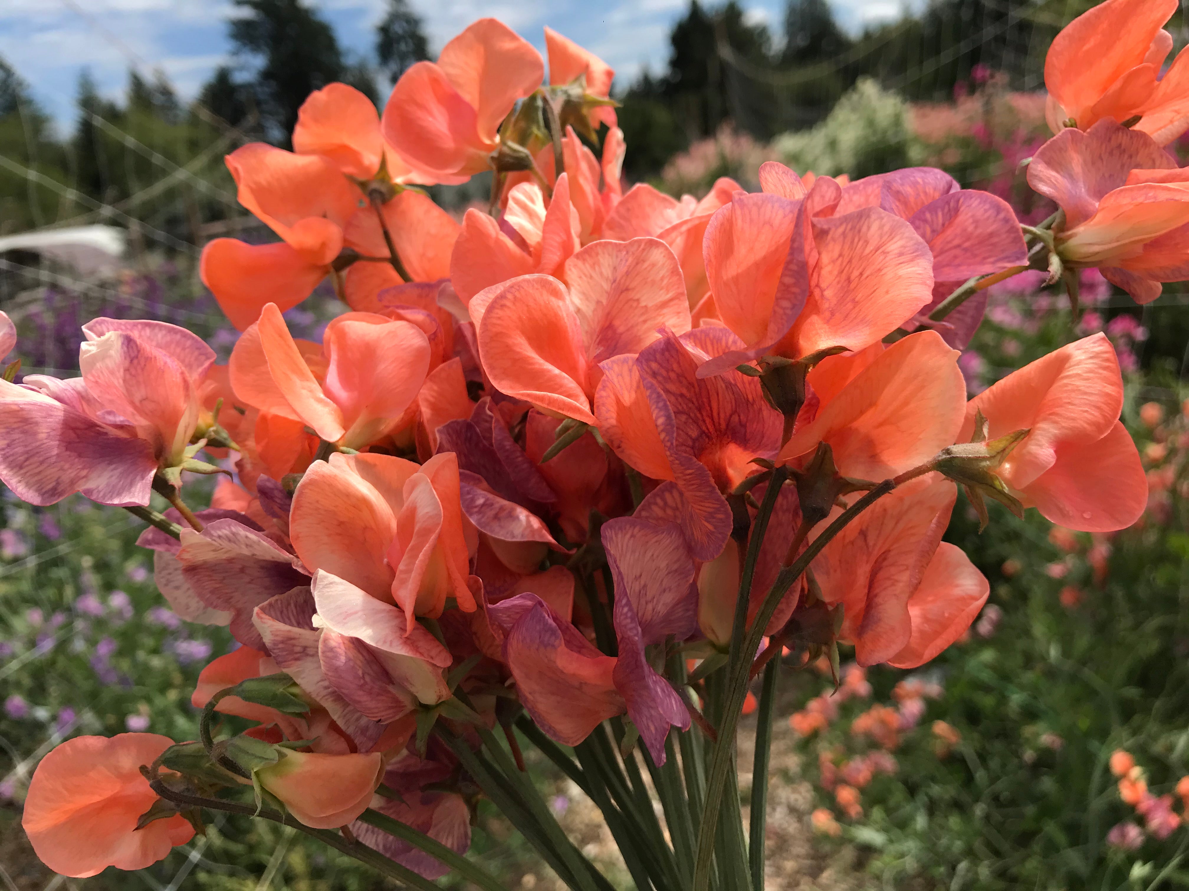 Blue Vein Sweet Pea Flowers