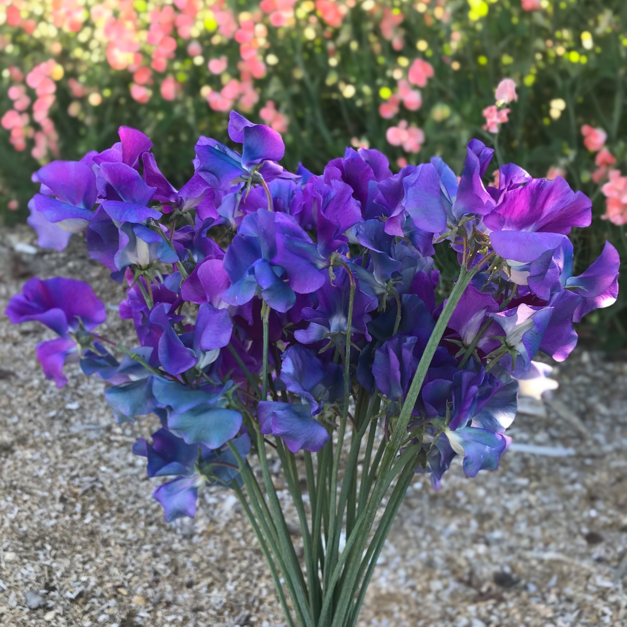 Blue Shift Sweet Pea Flower Bouquet