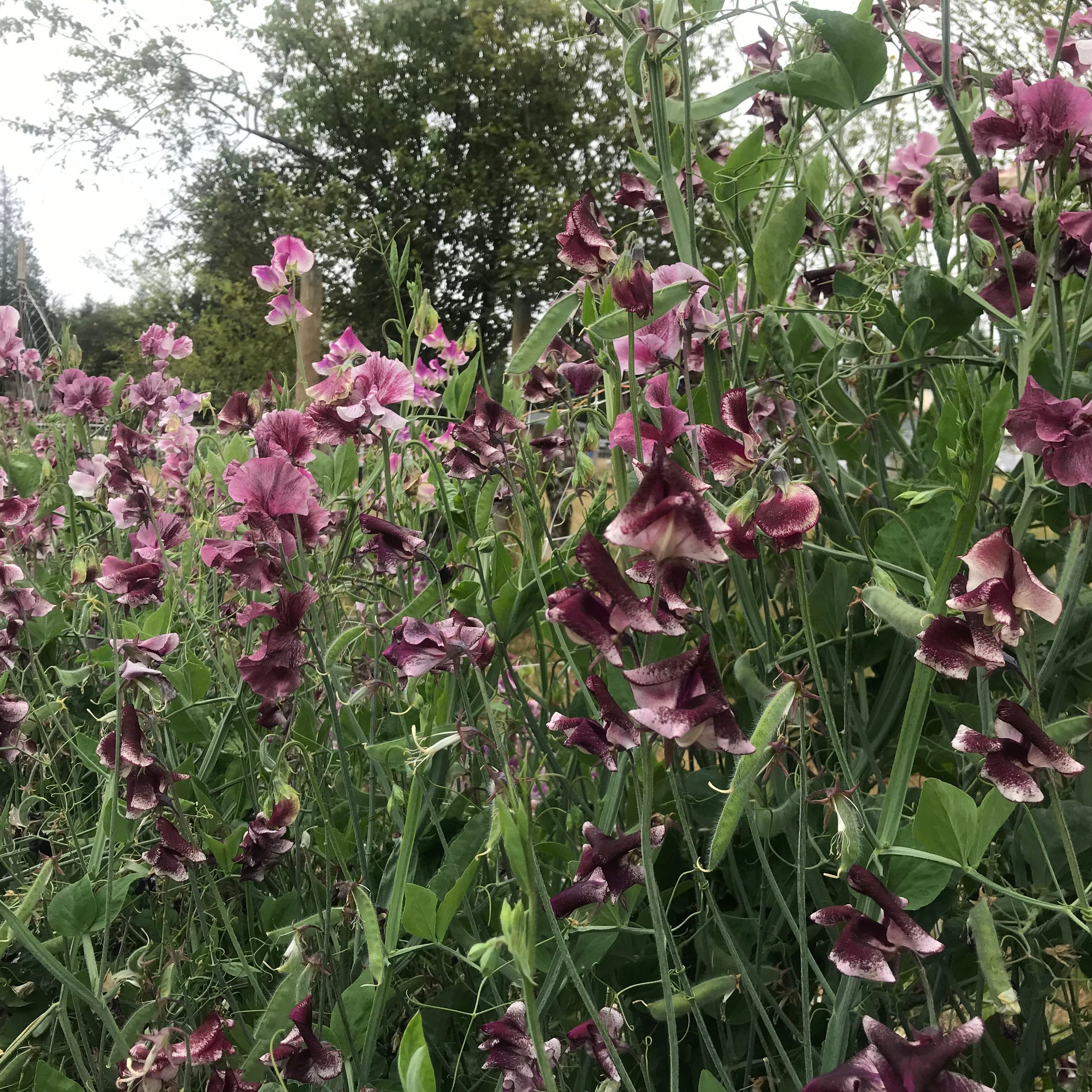 Chocolate Flake Sweet Pea Flowers