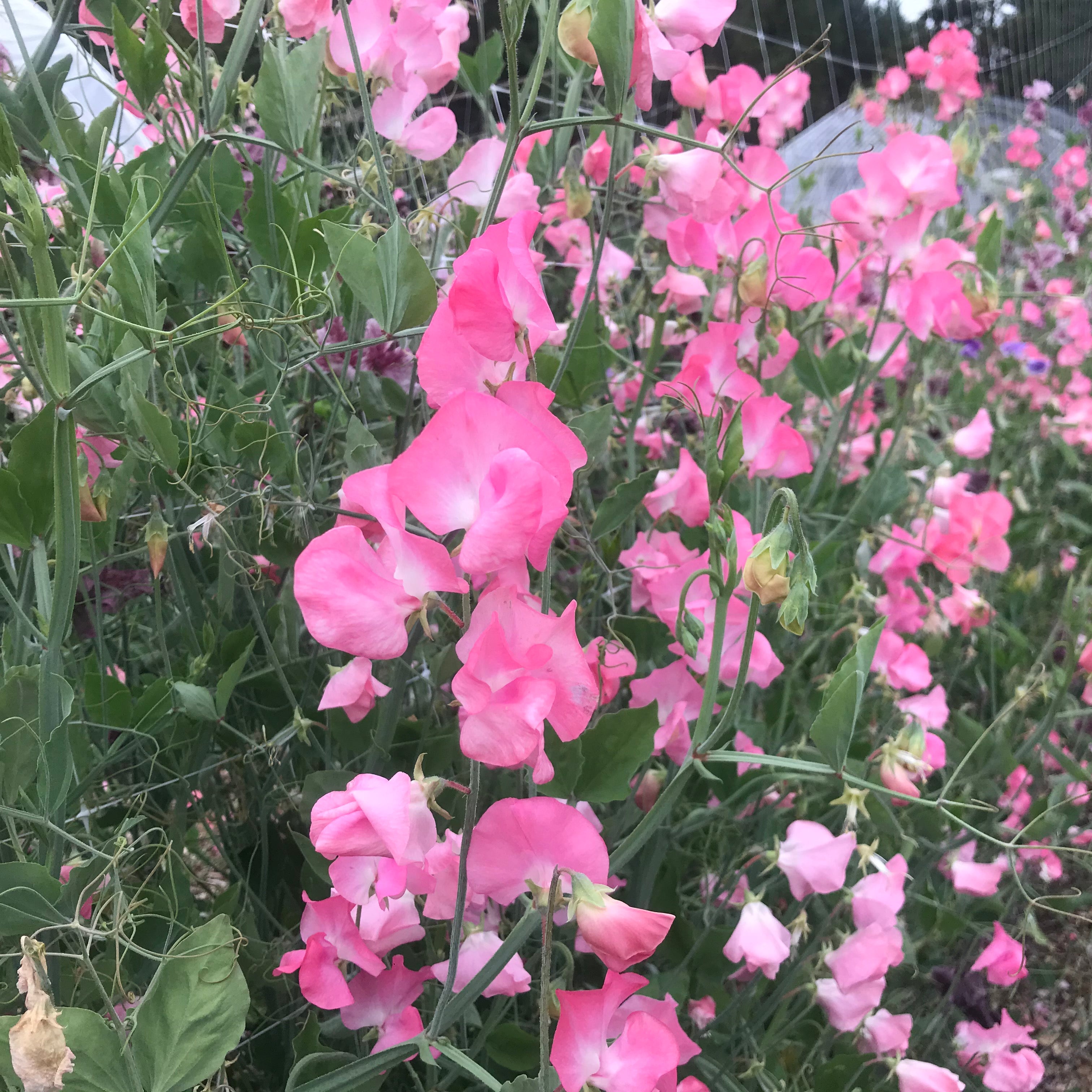 Mrs R Bolton Sweet Pea Flowers