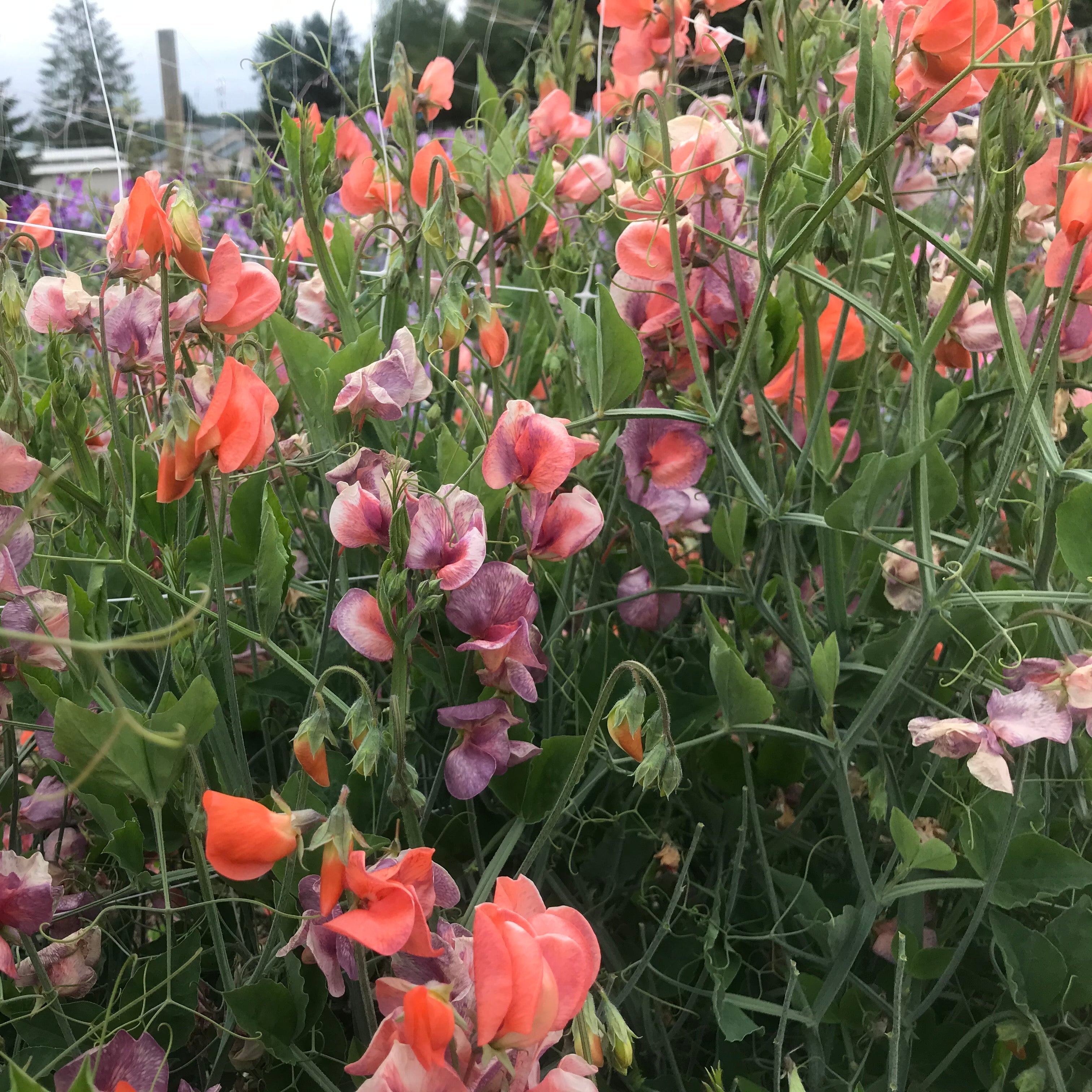 Blue Vein Sweet Pea Flowers