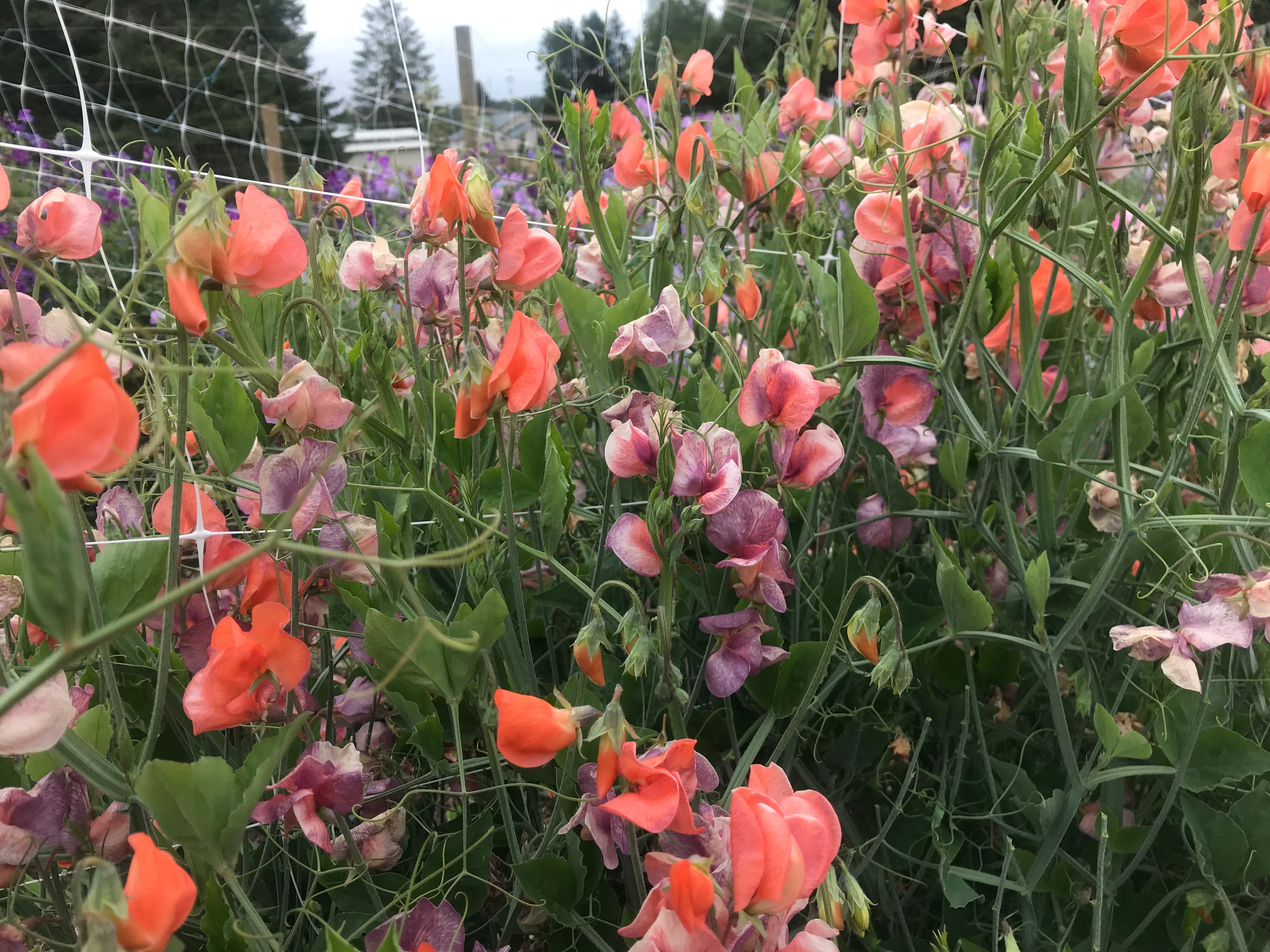 Blue Vein Sweet Pea Flowers