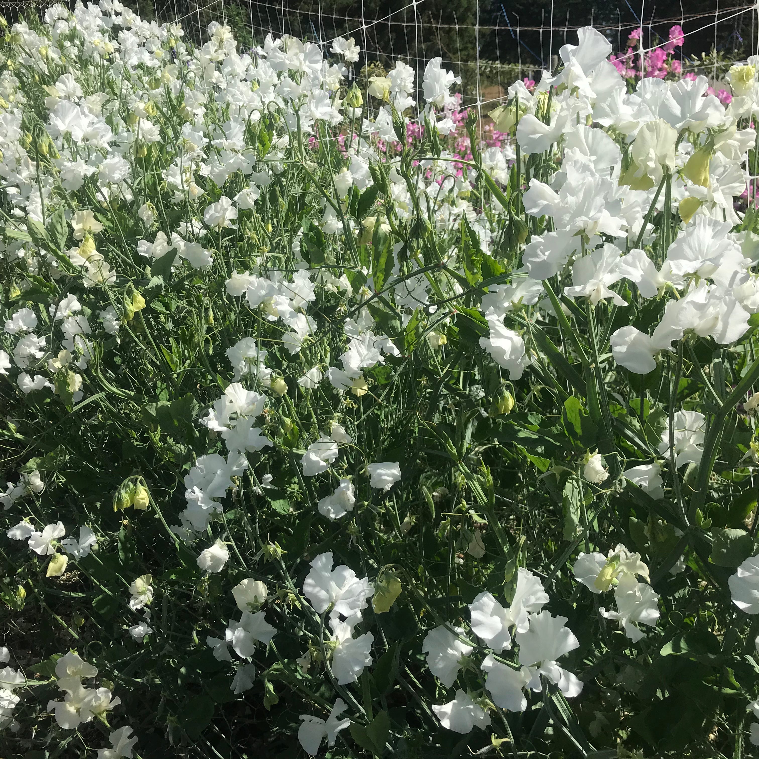 Wedding Day Sweet Pea Flowers