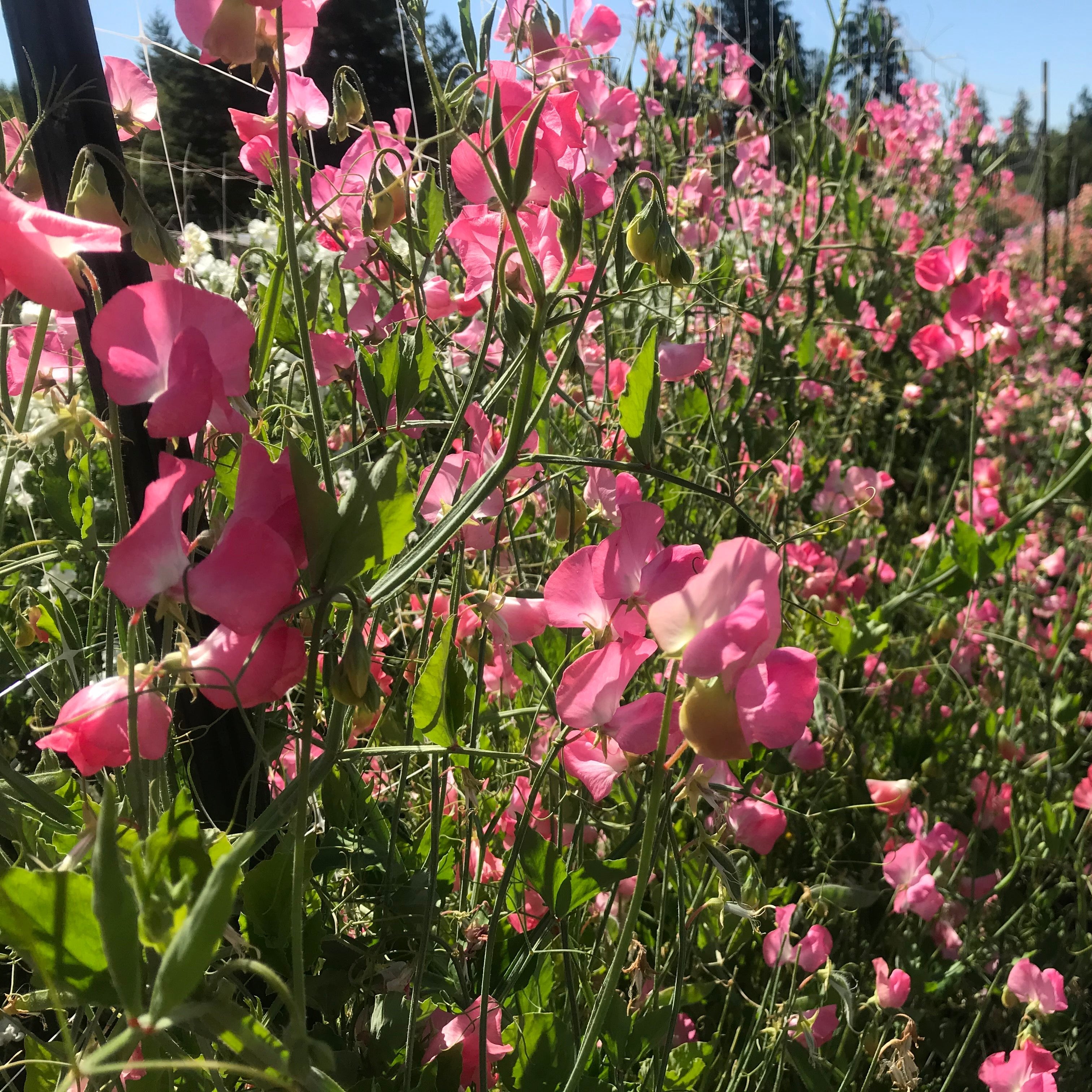 Mrs R Bolton Sweet Pea Flowers