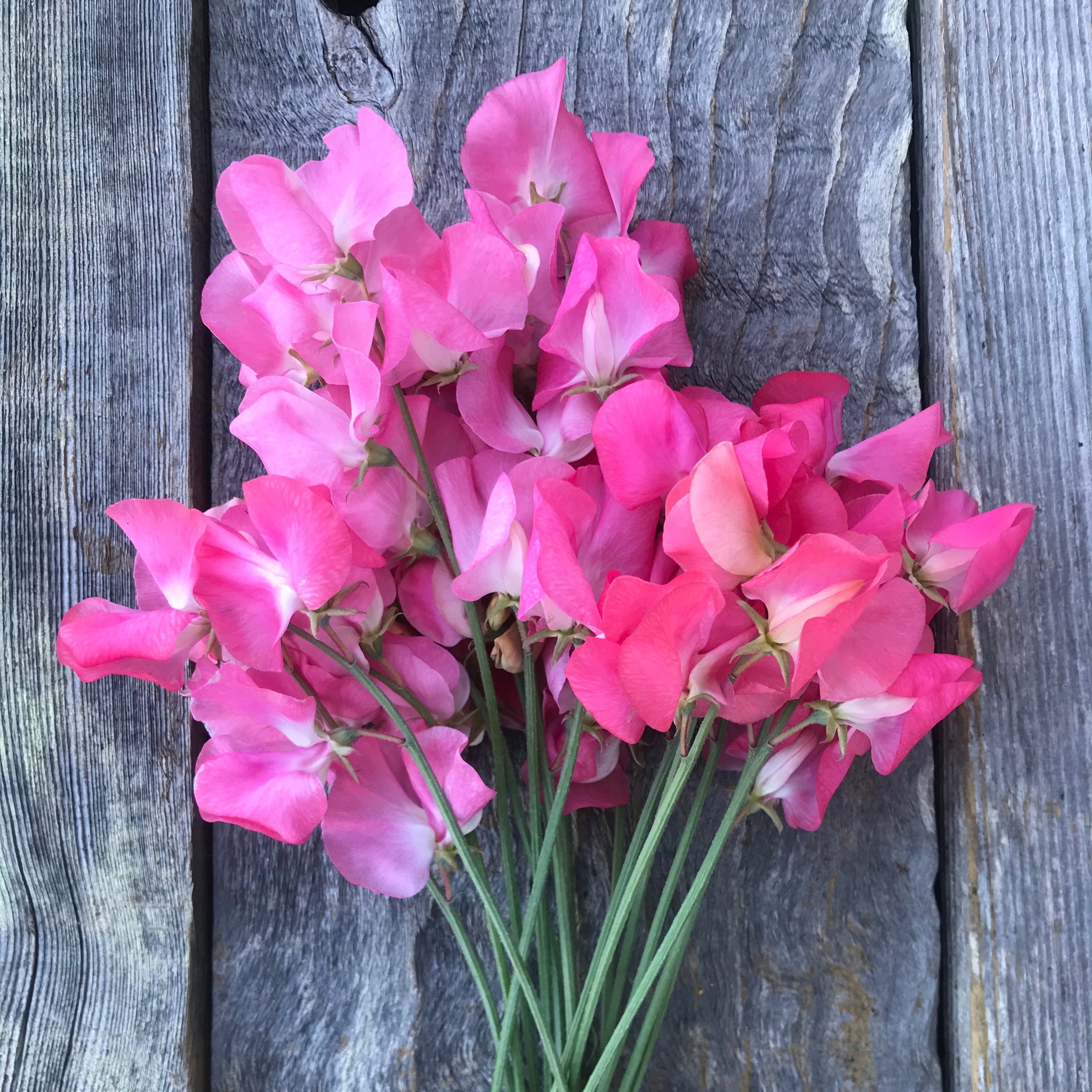 Mrs R Bolton Sweet Pea Flowers