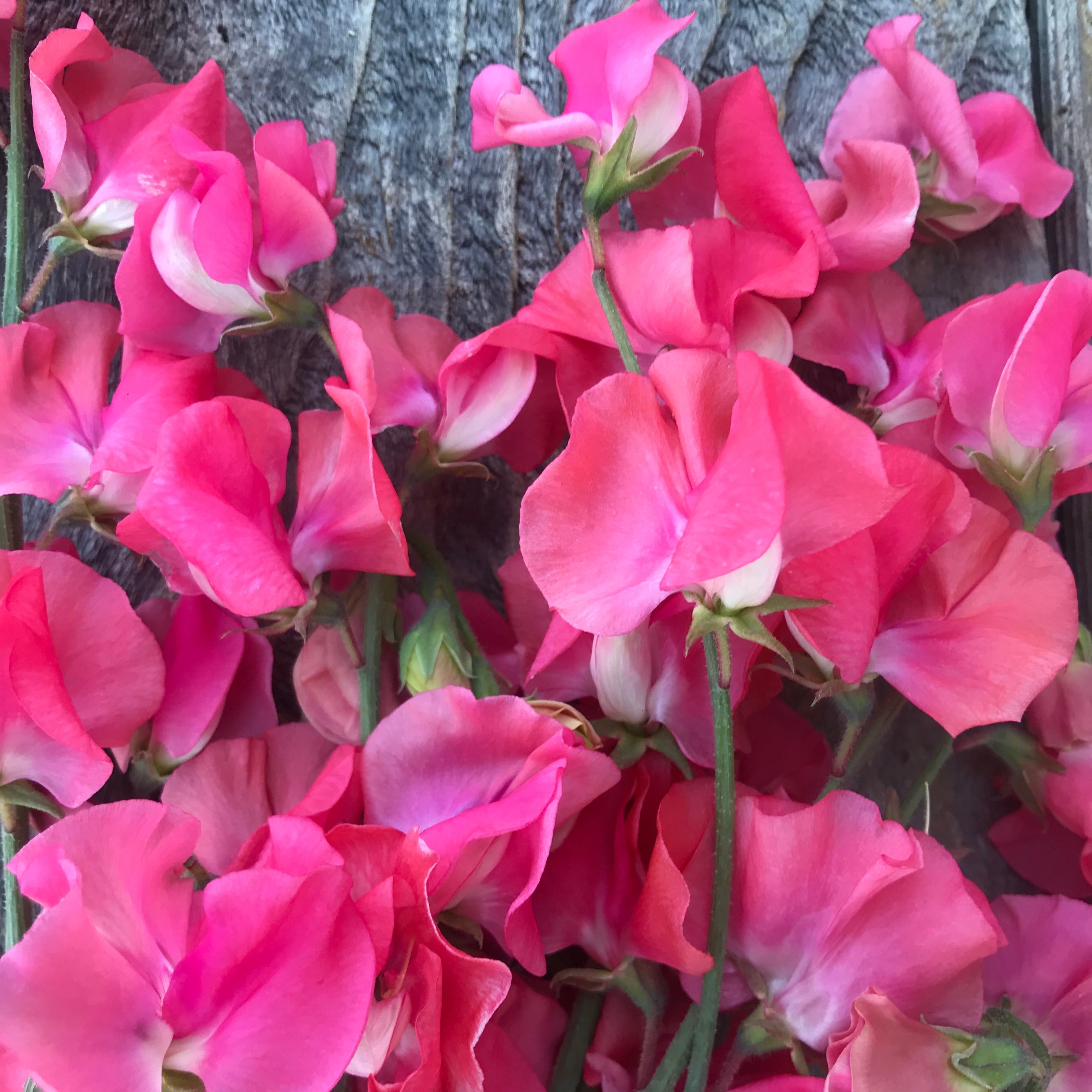 Coquette Sweet Pea Flowers