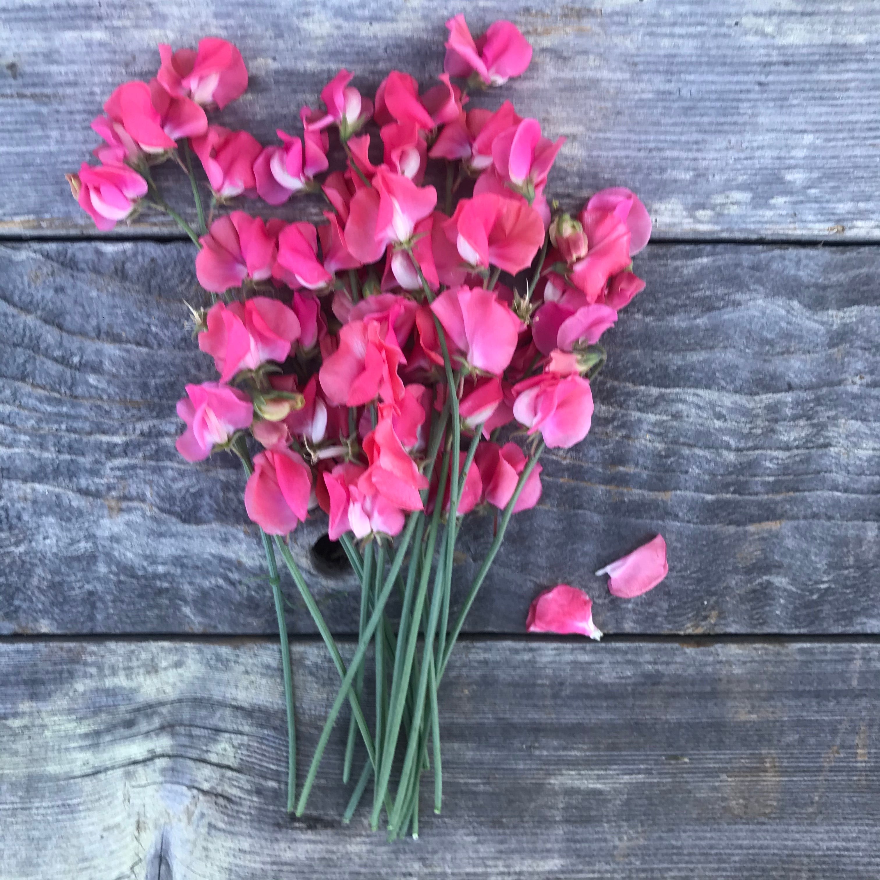 Coquette Sweet Pea Flowers