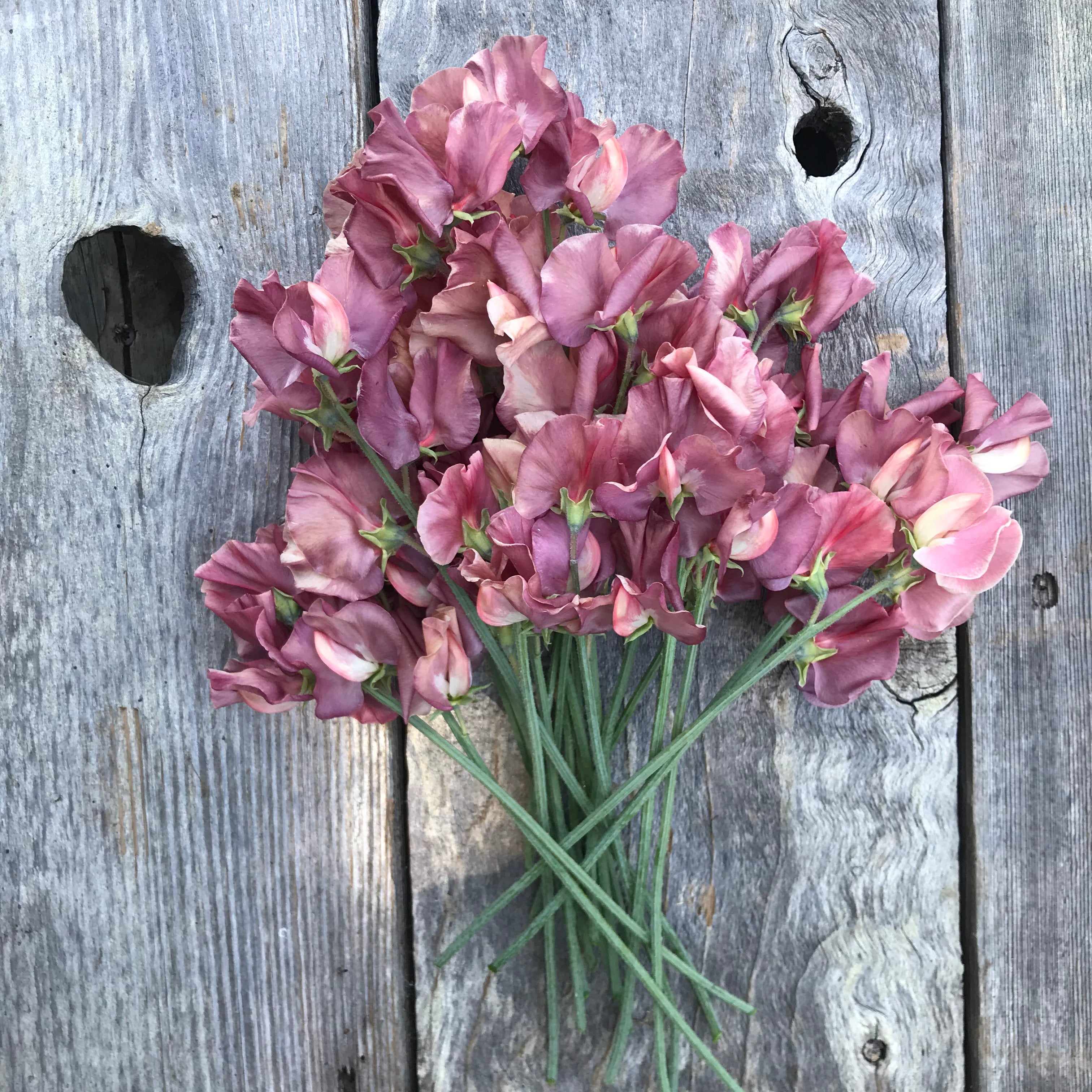 Kings Ransom Sweet Pea Flowers