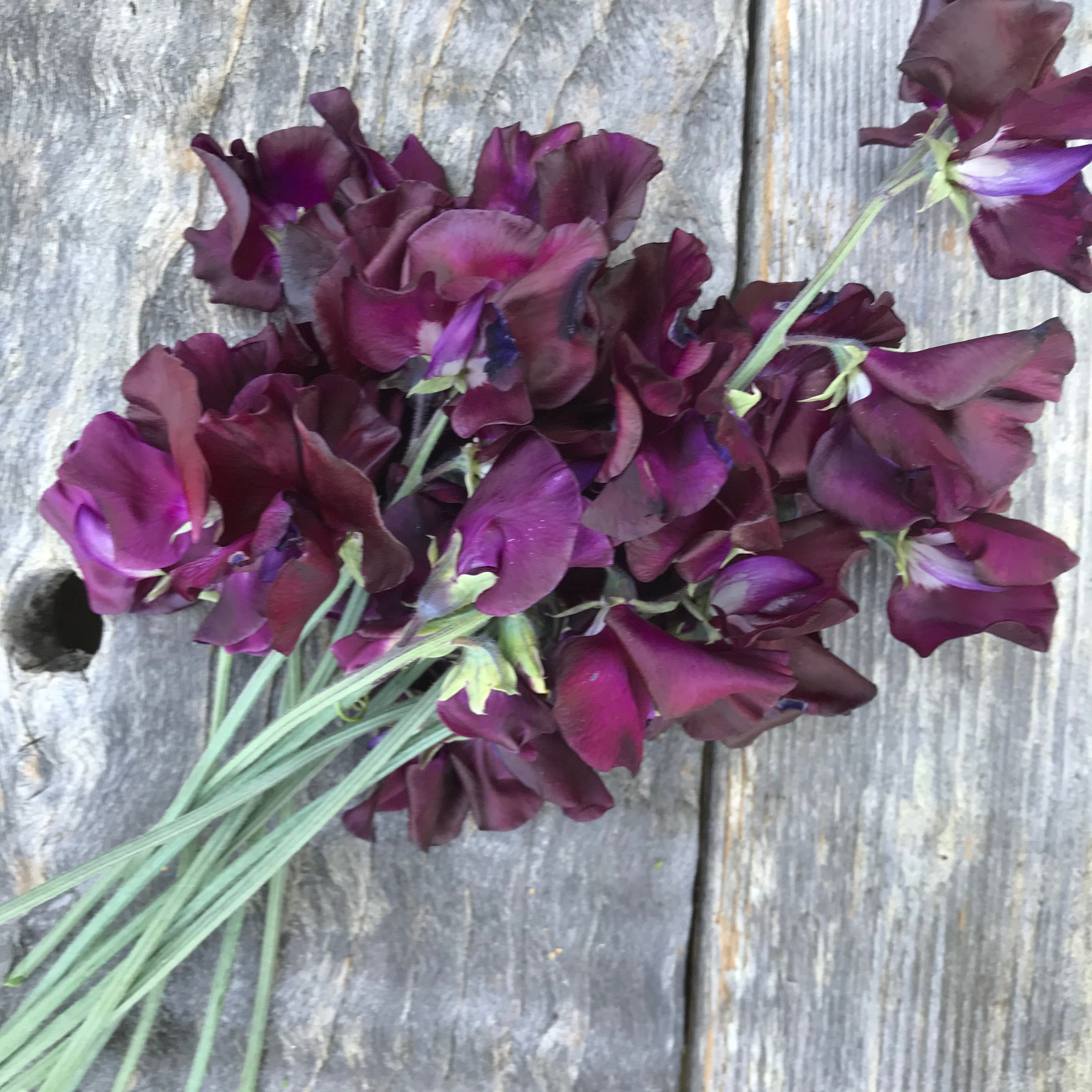 Sweet Pea Seabrooks Fantasia