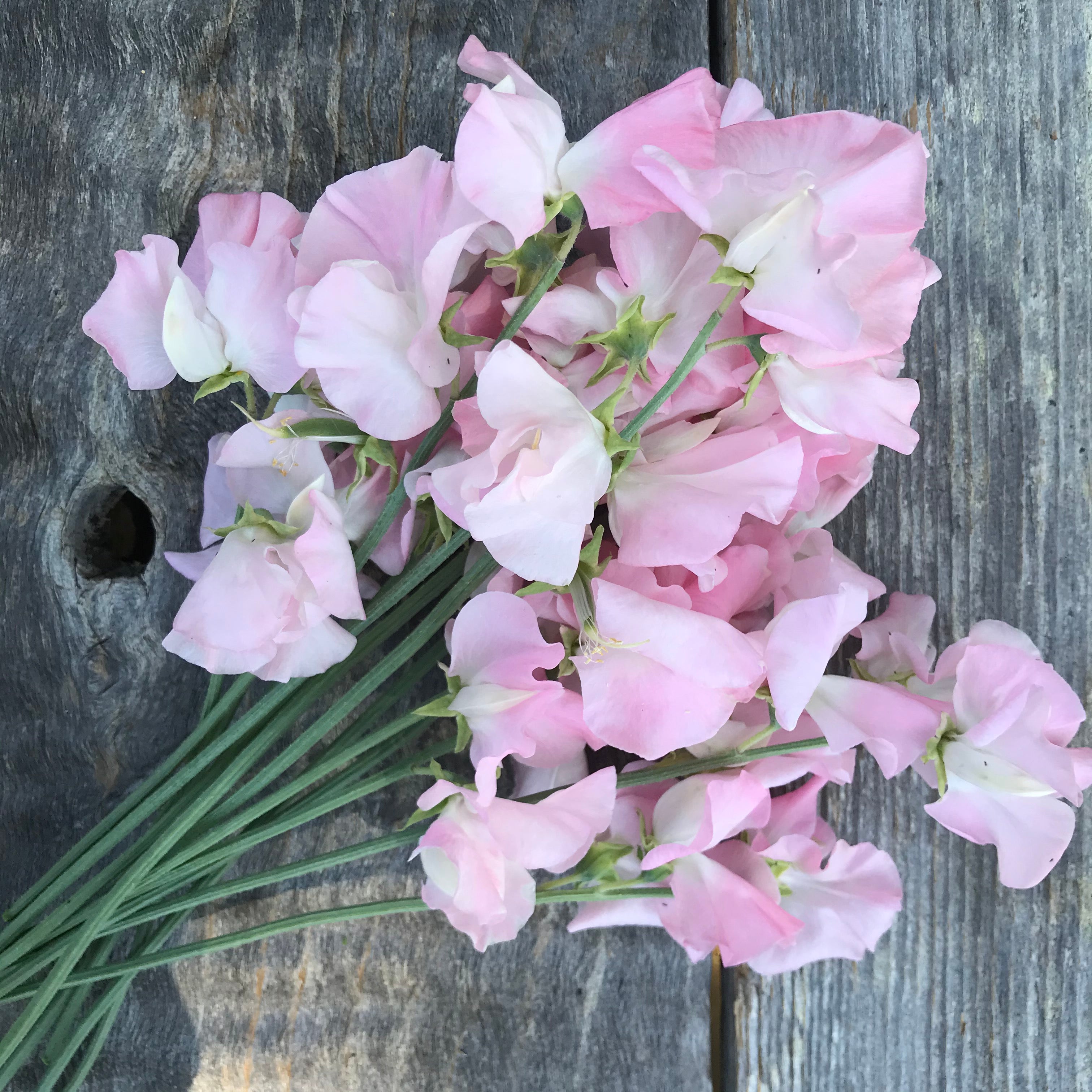 Sweet Pea Pink Panther