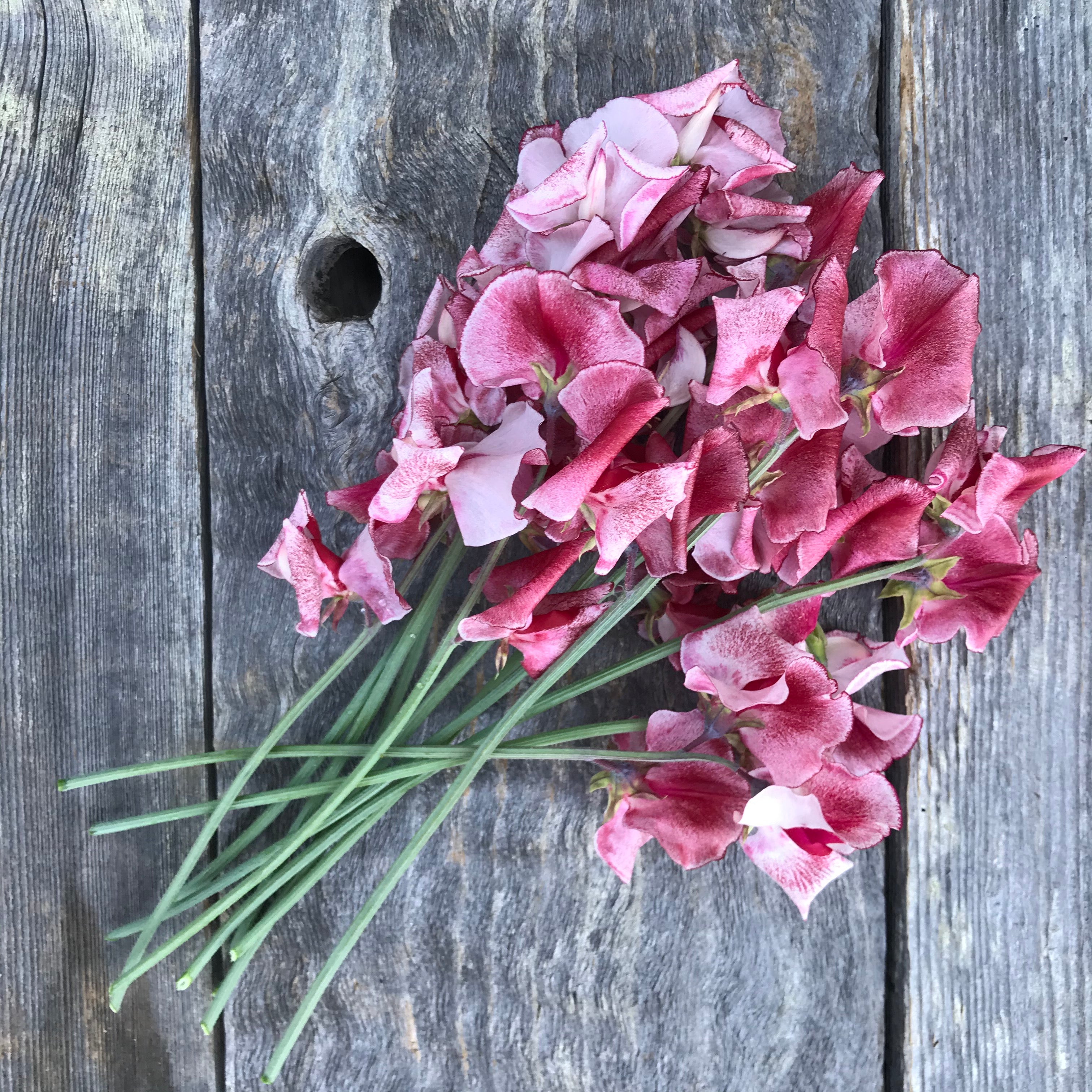 Mars Sweet Pea Flowers