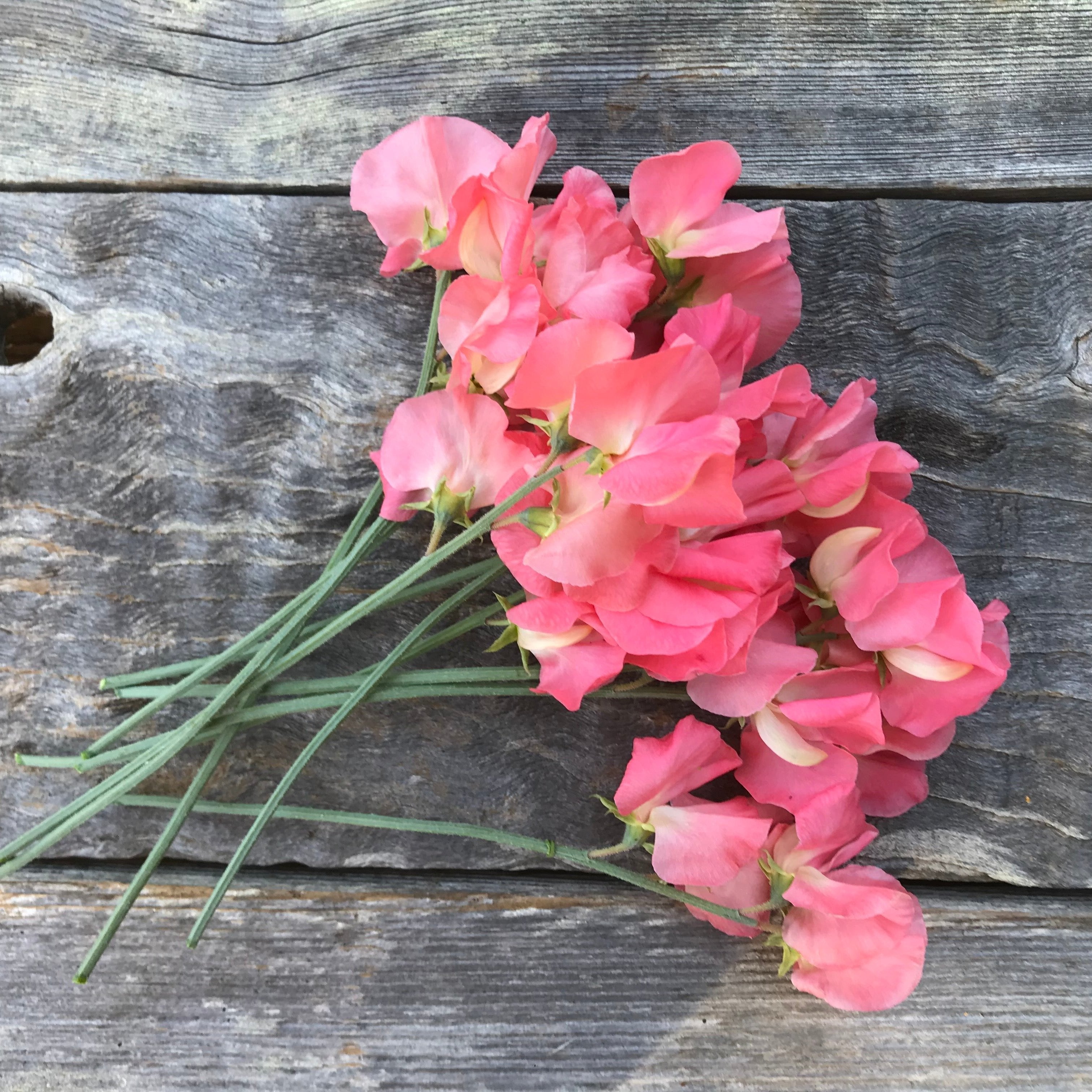 Valerie Harrod Sweet Pea Flowers