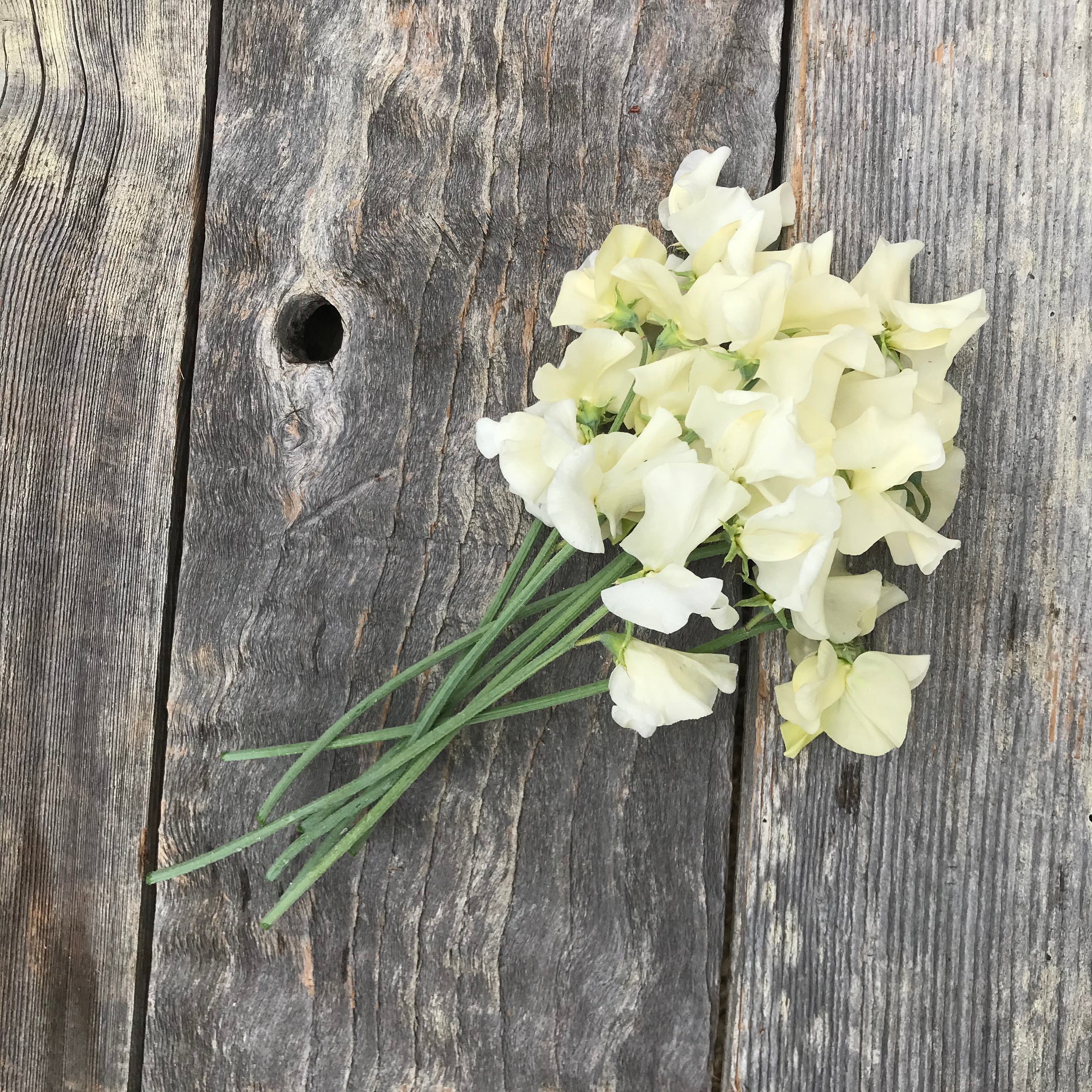 Sweet Pea Clotted Cream