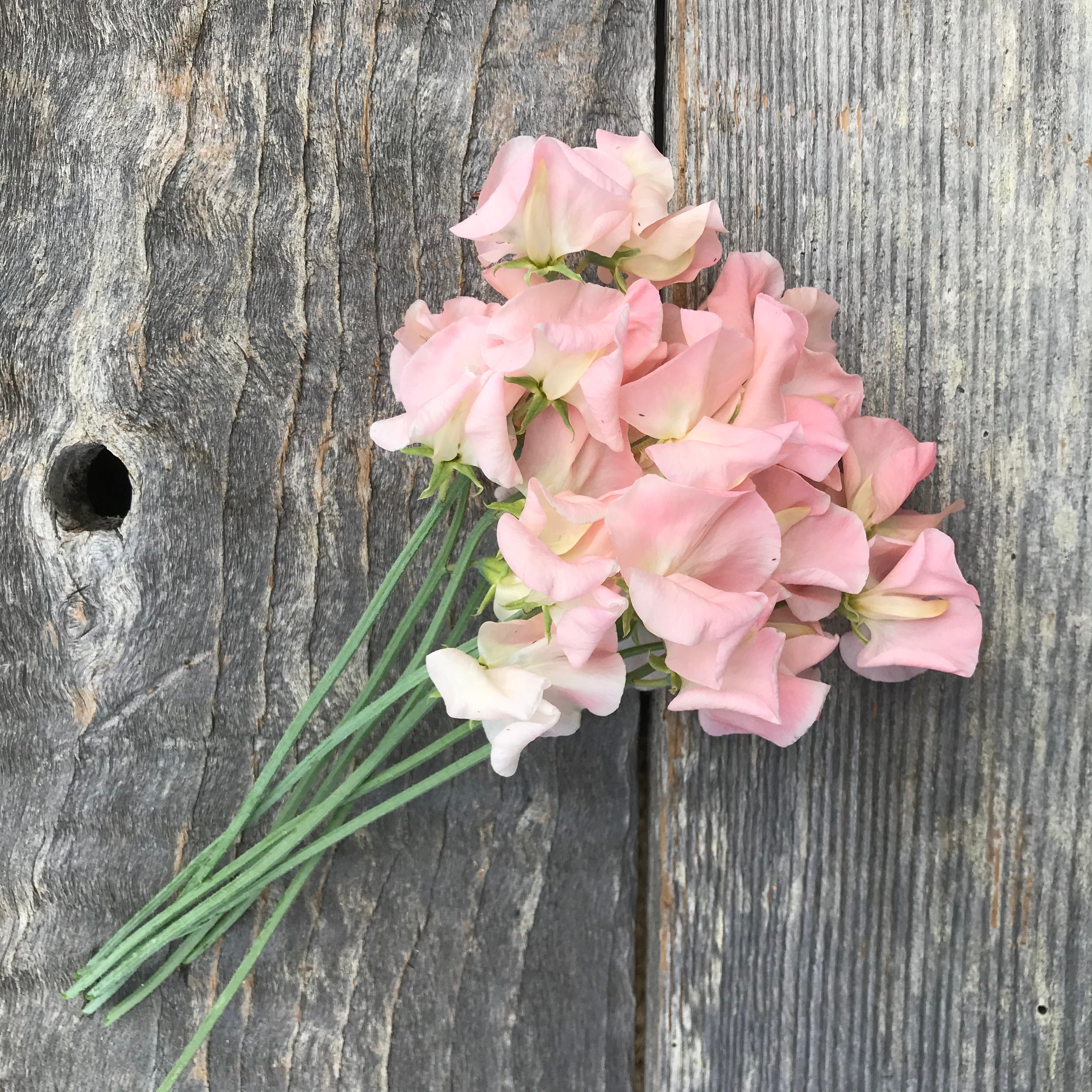 Sweet Pea Castlewellan