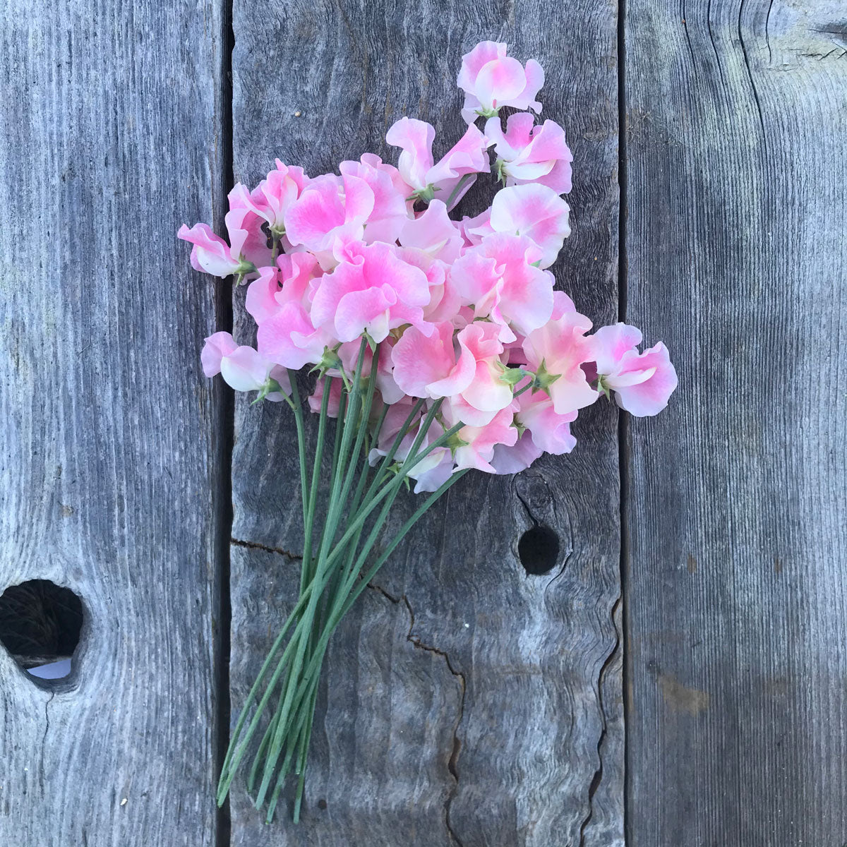 Bouquet of John Gray sweet peas (Lathyrus odoratus) featuring large, softly ruffled pale pink Spencer flowers with white highlights and long green cutting stems, arranged on weathered grey wooden boards.