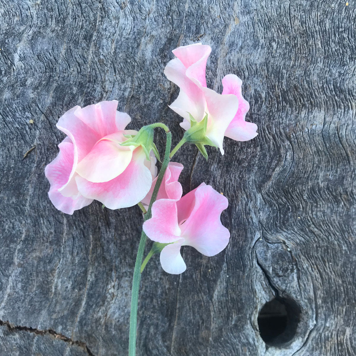 Close-up of John Gray sweet pea (Lathyrus odoratus) showing three delicate, softly ruffled Spencer blooms in pale pink with white edges on a single green flowering stem against weathered grey wood.
