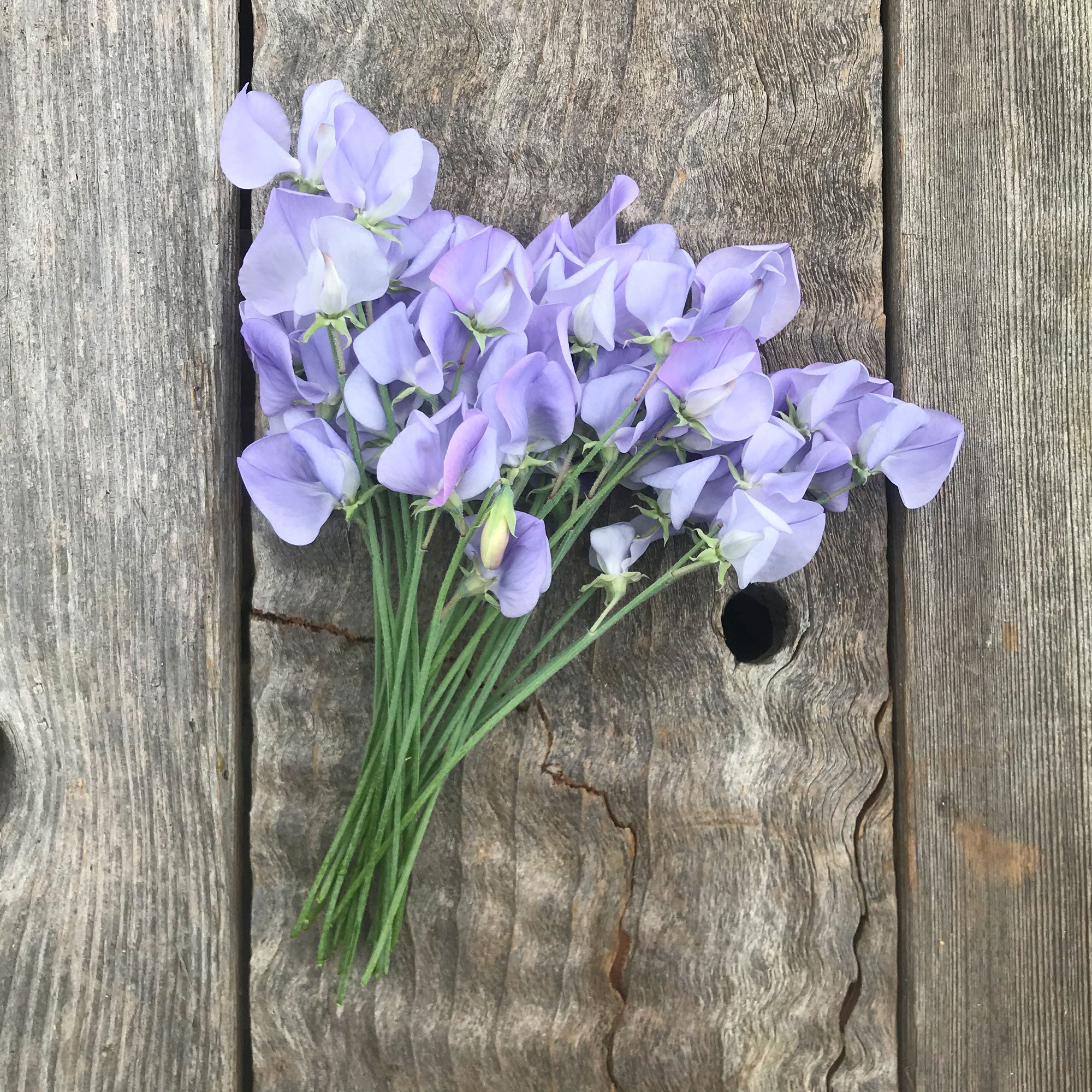 Lady Grisel Hamilton Sweet Pea Flowers on a wood background