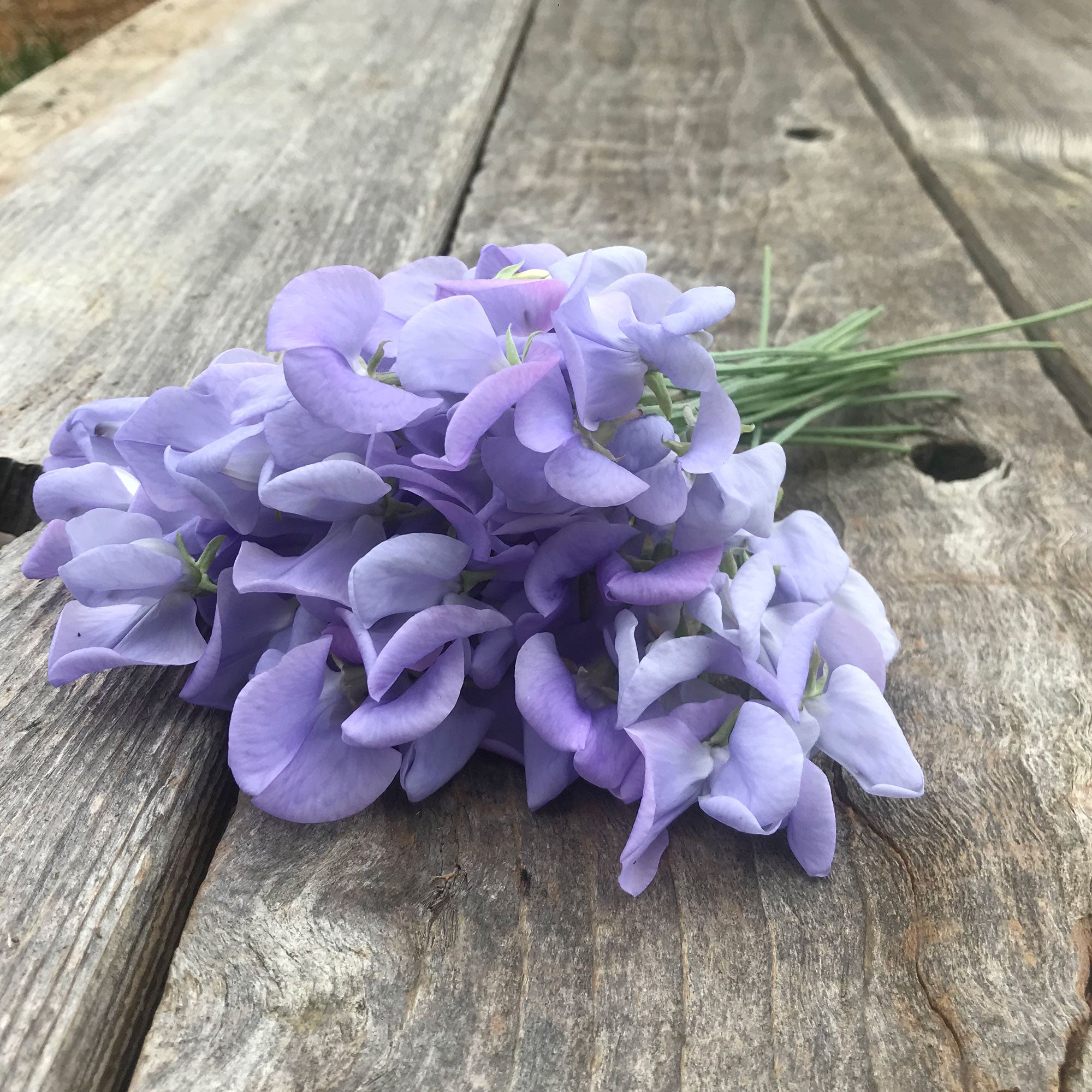 Lady Grisel Hamilton sweet pea flowers close up