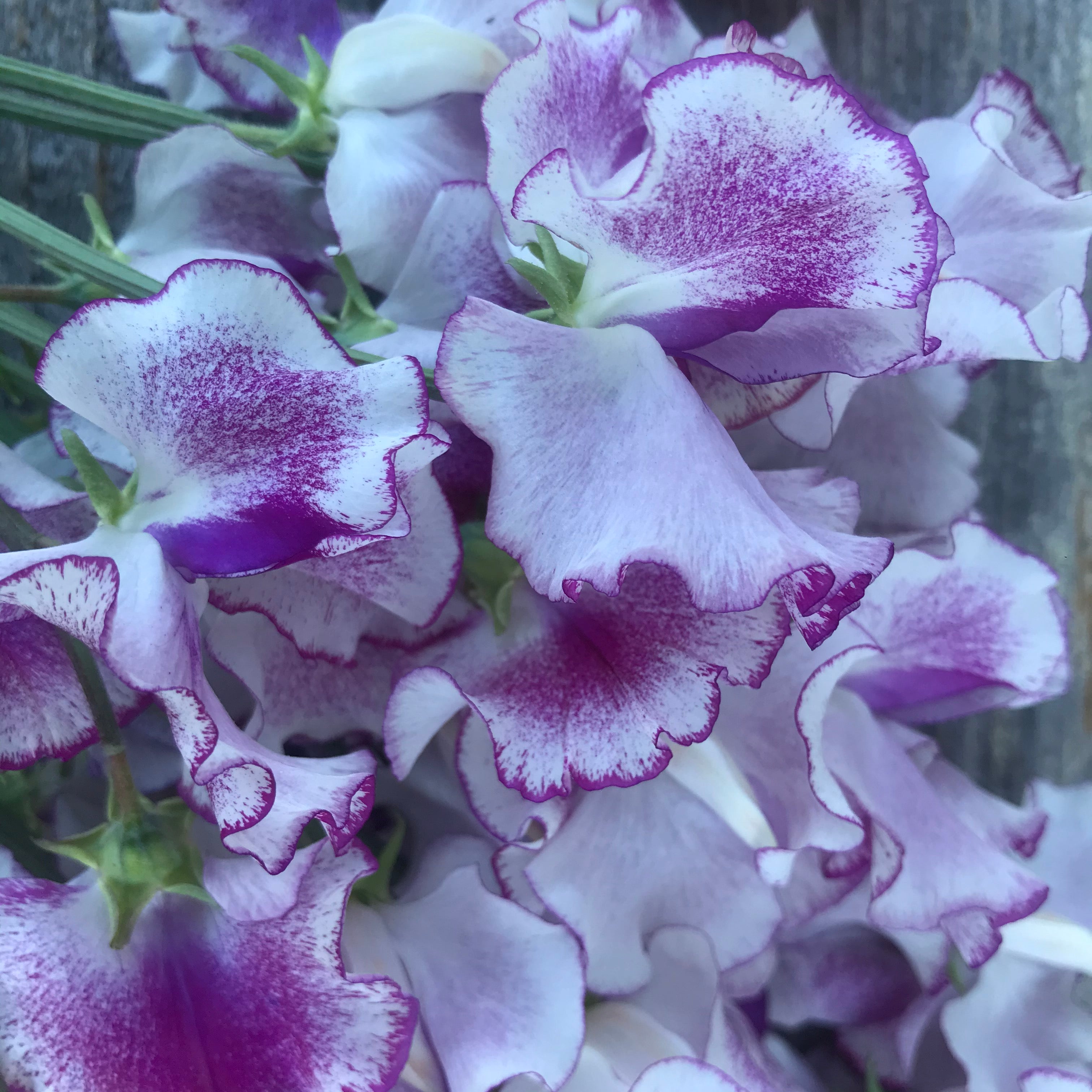Lady Nicholson Sweet Pea Flowers Close Up