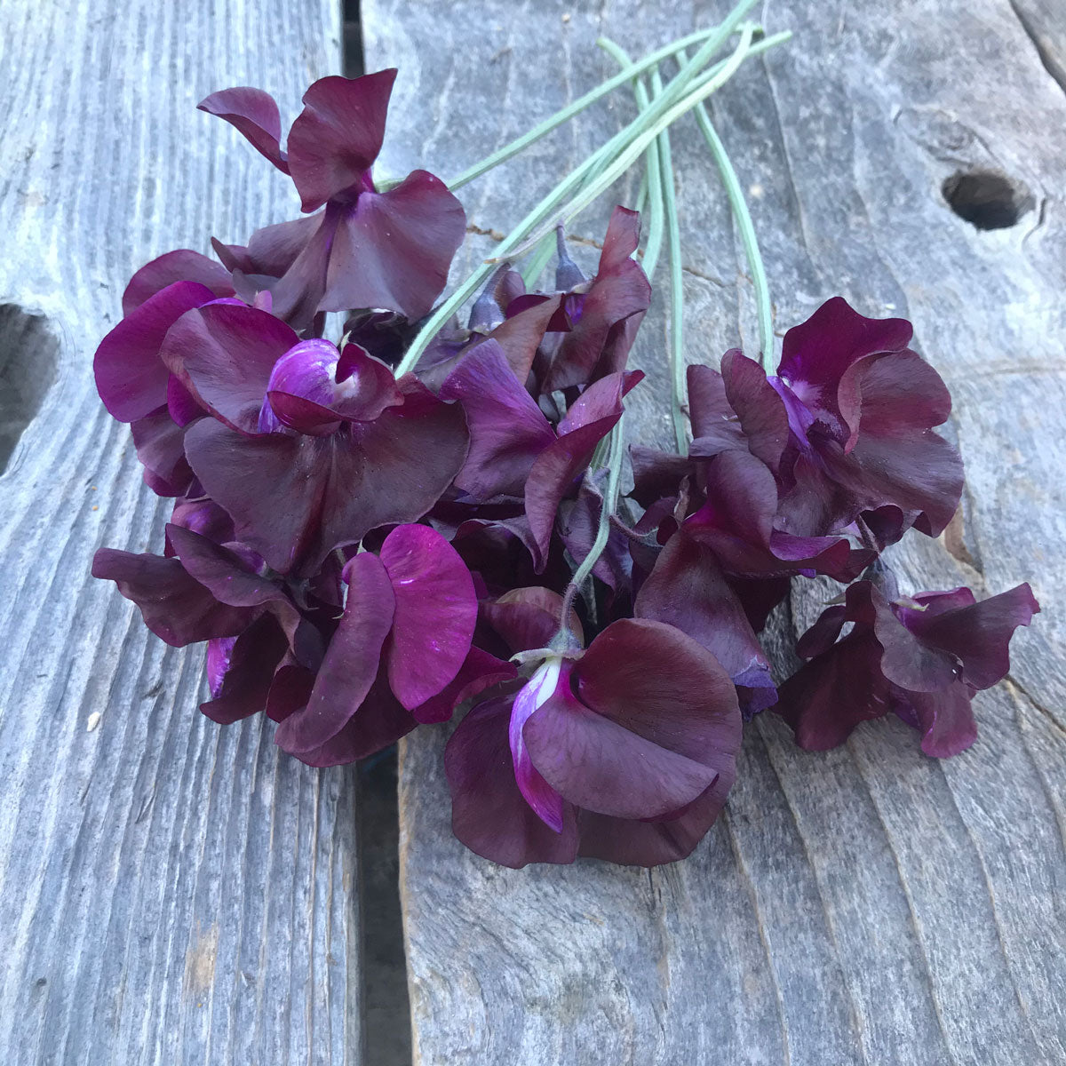 Freshly cut Magnificent Maroon sweet peas (Lathyrus odoratus) with richly ruffled, velvety burgundy-maroon flowers, purple undertones, and long pale green stems resting on weathered grey wooden boards.