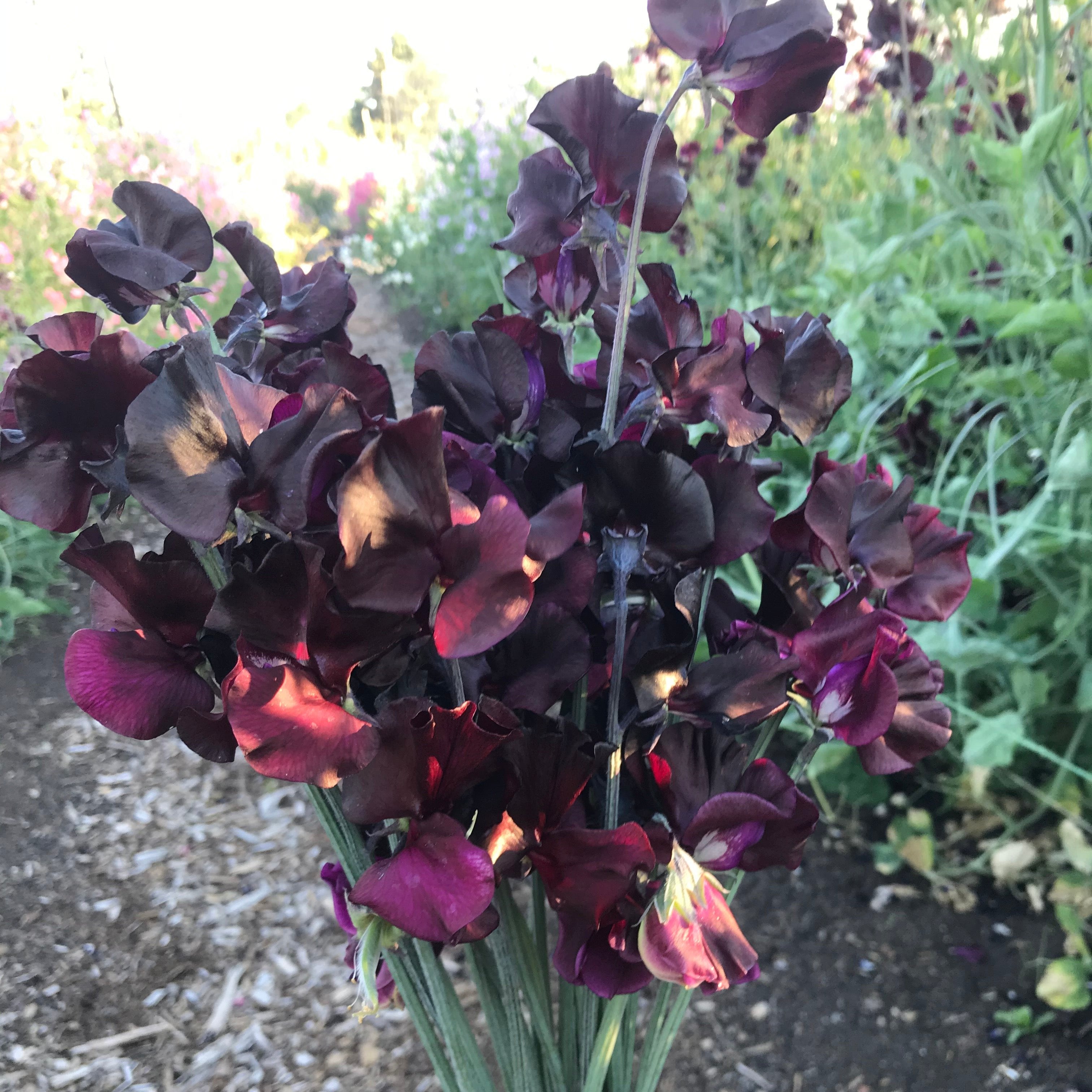 Windsor Sweet Pea Flowers