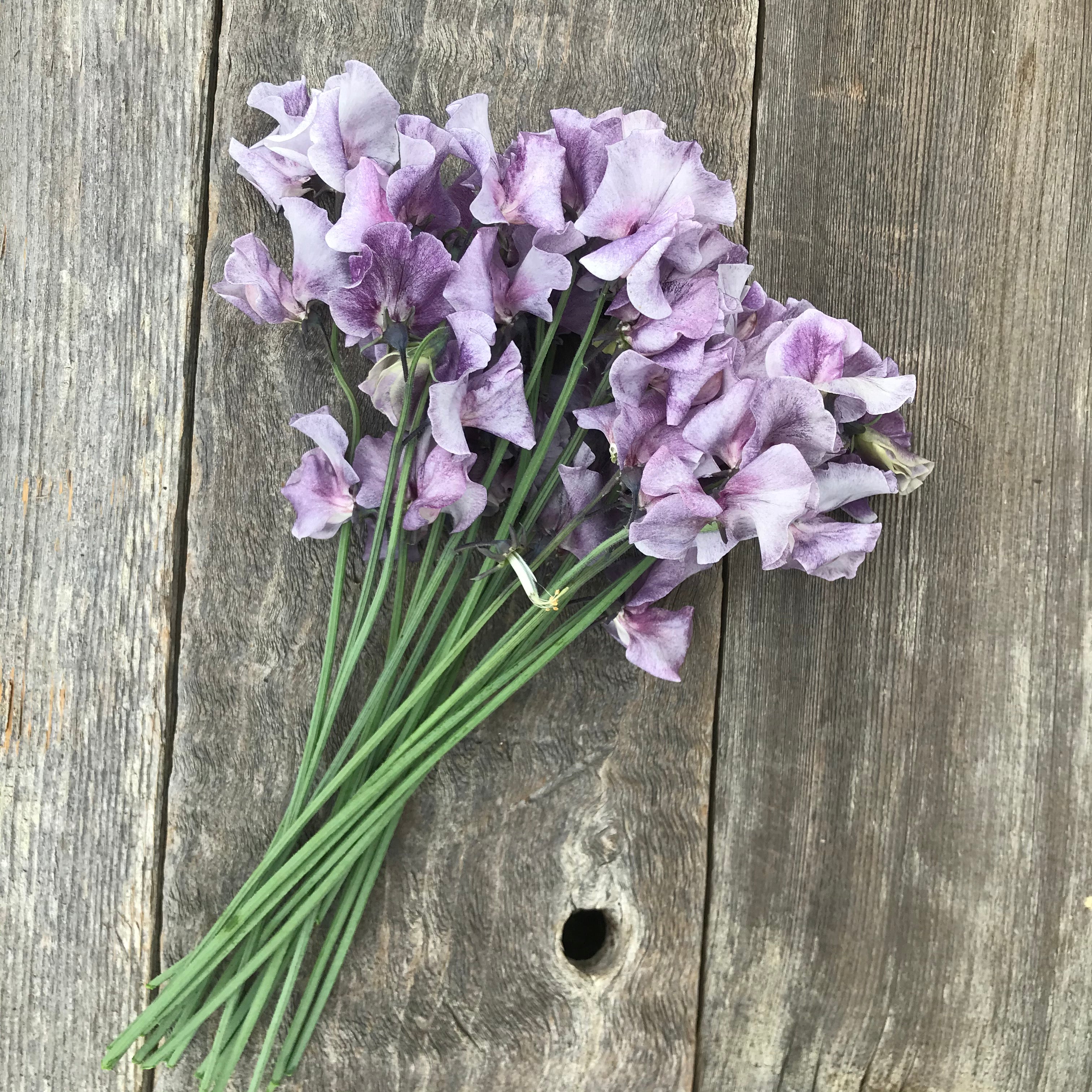 Hand-tied bouquet of David Tostevin sweet peas in smoky lavender tones, arranged with long stems and ruffled bi-color petals.