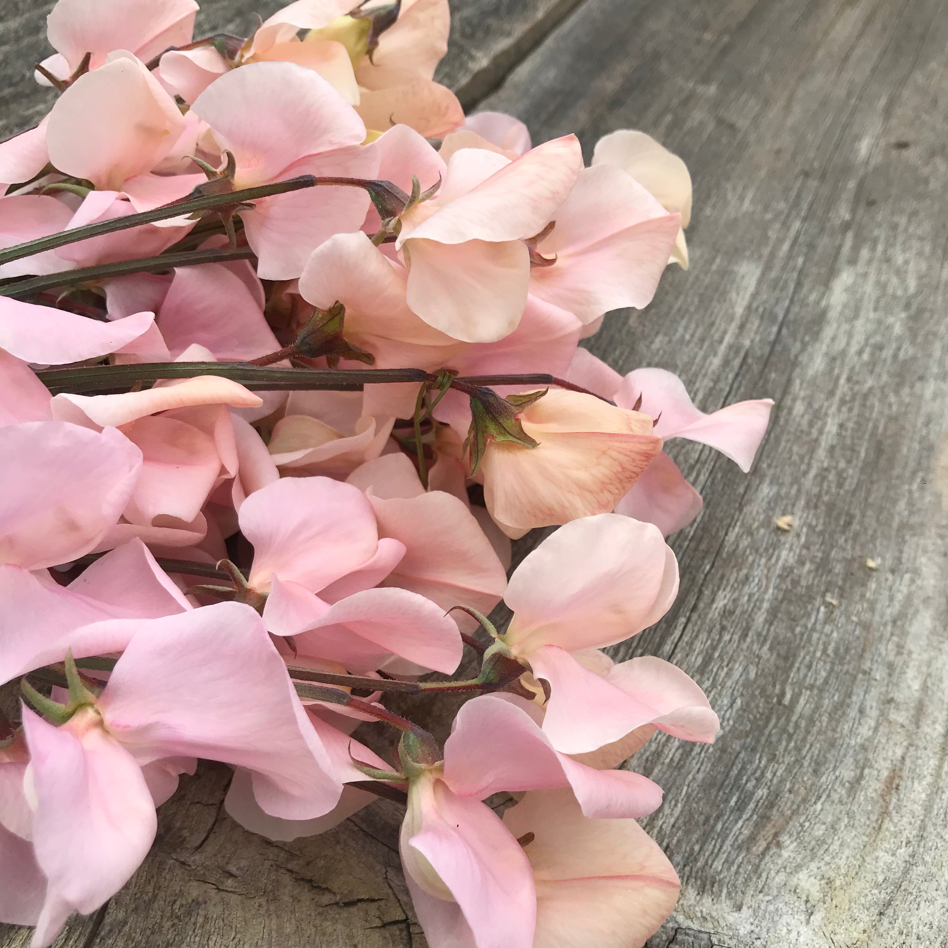 Close-up of fragrant shell pink sweet pea flowers in full bloom, showcasing delicate petals and soft pastel color.