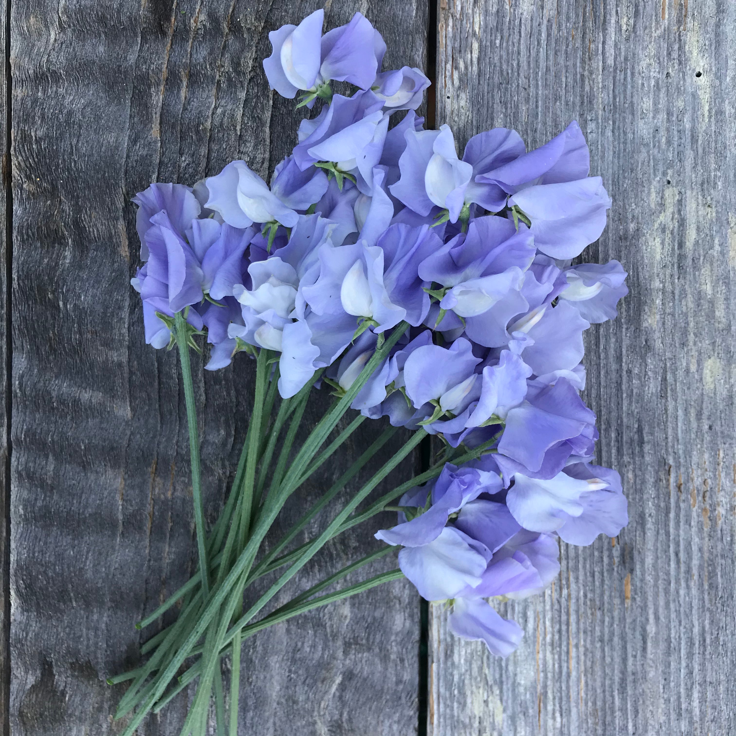 Bouquet of Charlie's Angel periwinkle blue Spencer-type sweet pea flowers with large silky ruffled petals and long stems