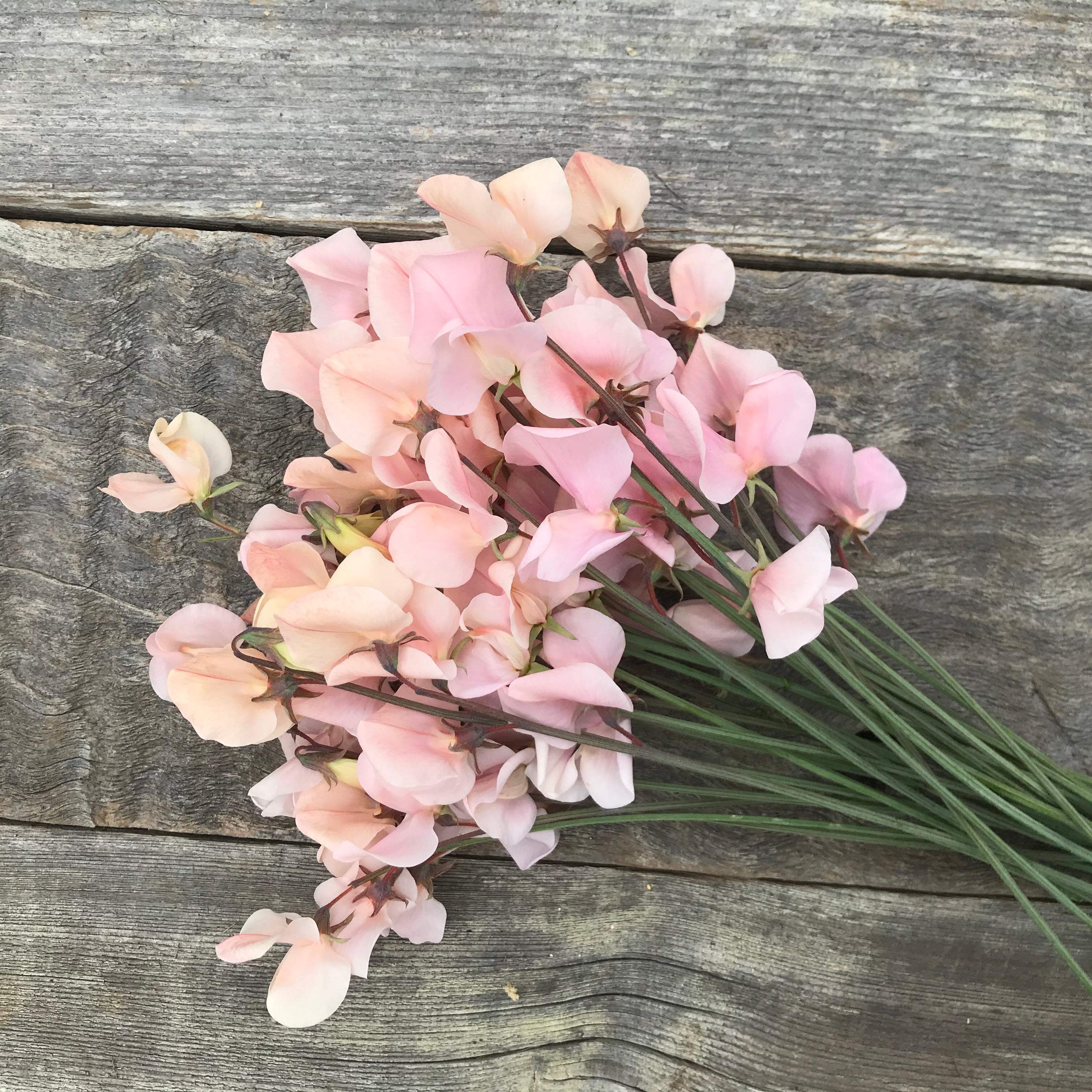 Heirloom shell pink sweet pea flowers arranged as cut blooms, highlighting their ruffled petals and soft, vintage-inspired color.