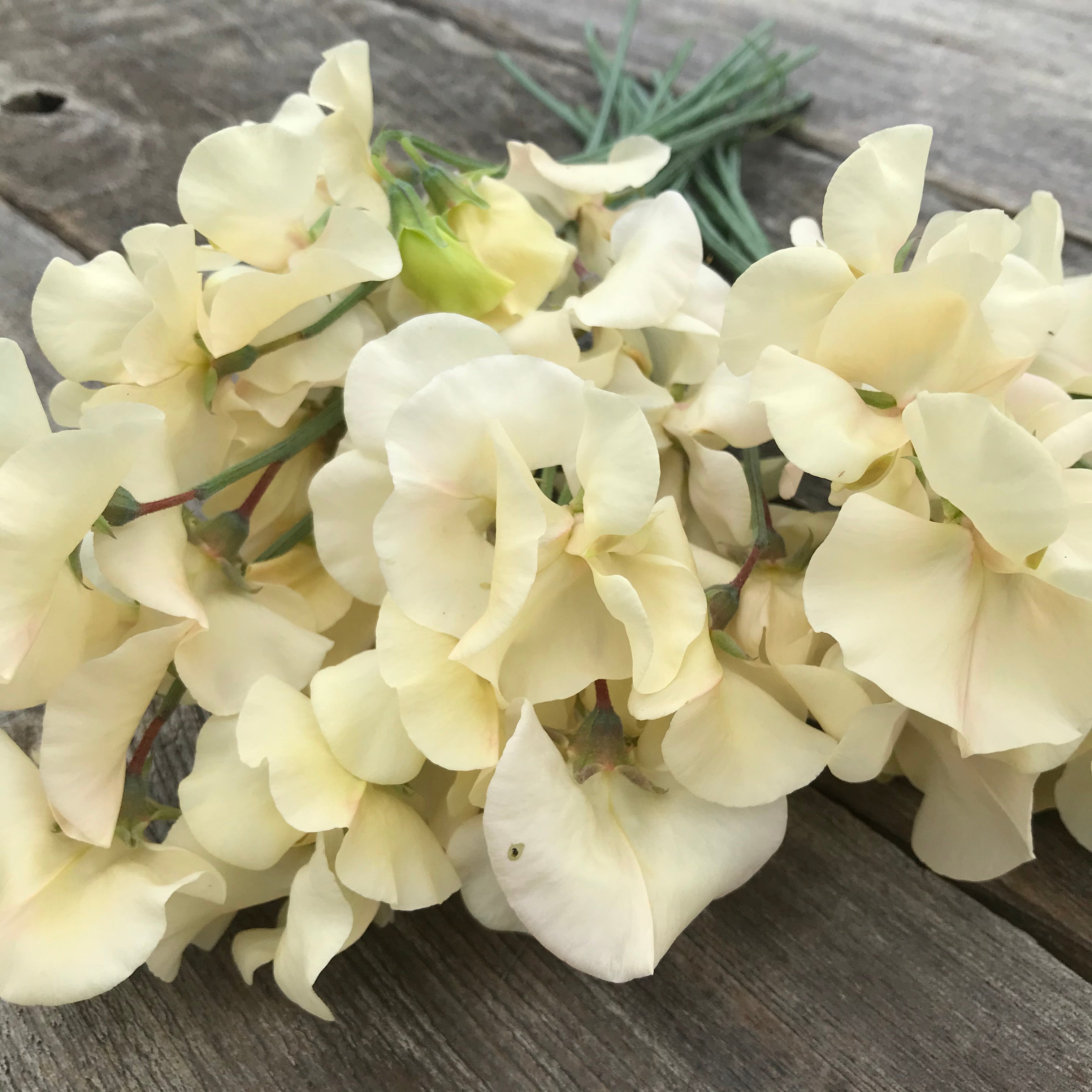 Close-up of Juliet sweet pea flowers showing delicate blush and champagne-colored petals with gentle ruffles and soft texture.