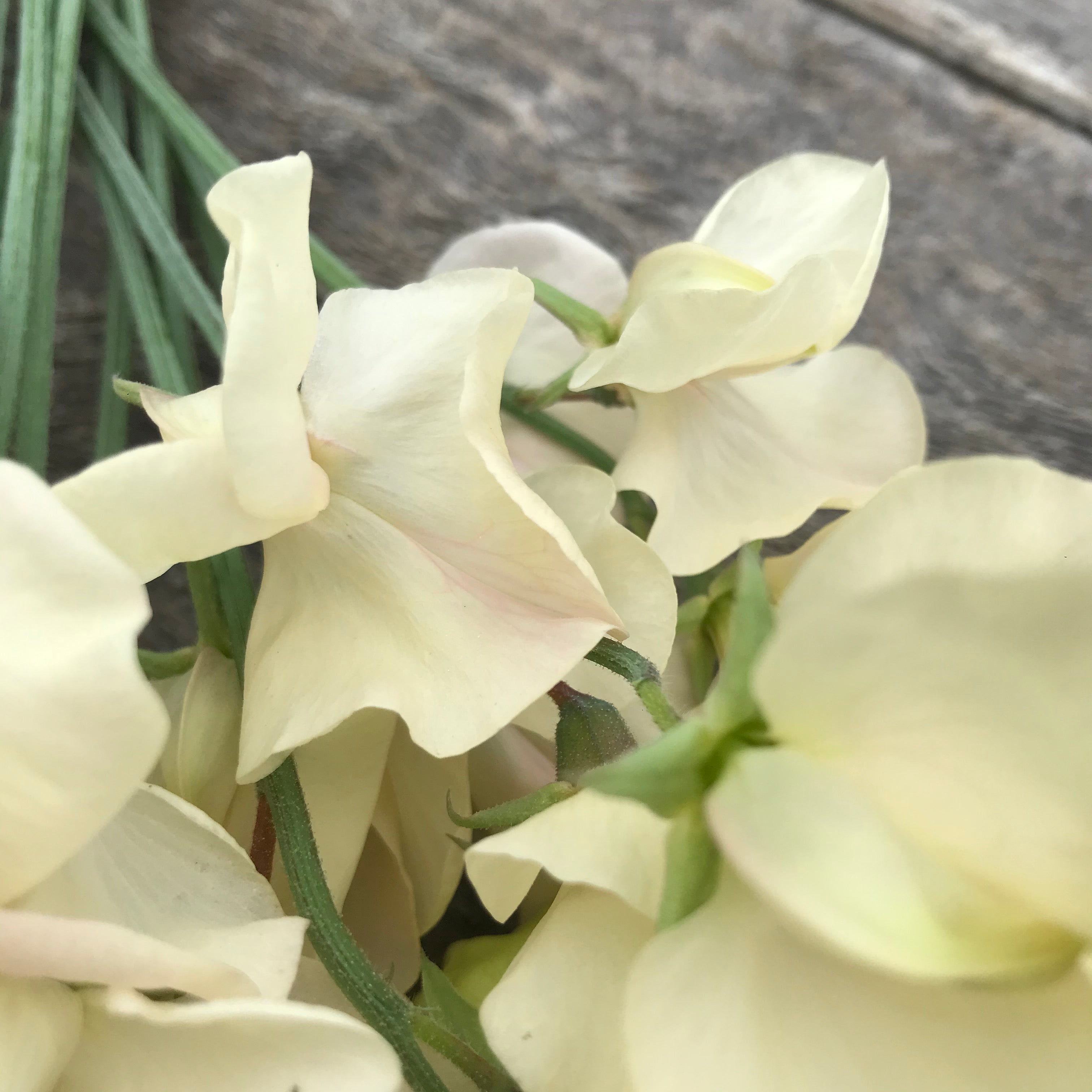 Close-up of Juliet sweet pea petals highlighting soft blush pink tones with subtle ruffles and a romantic, heirloom flower shape.