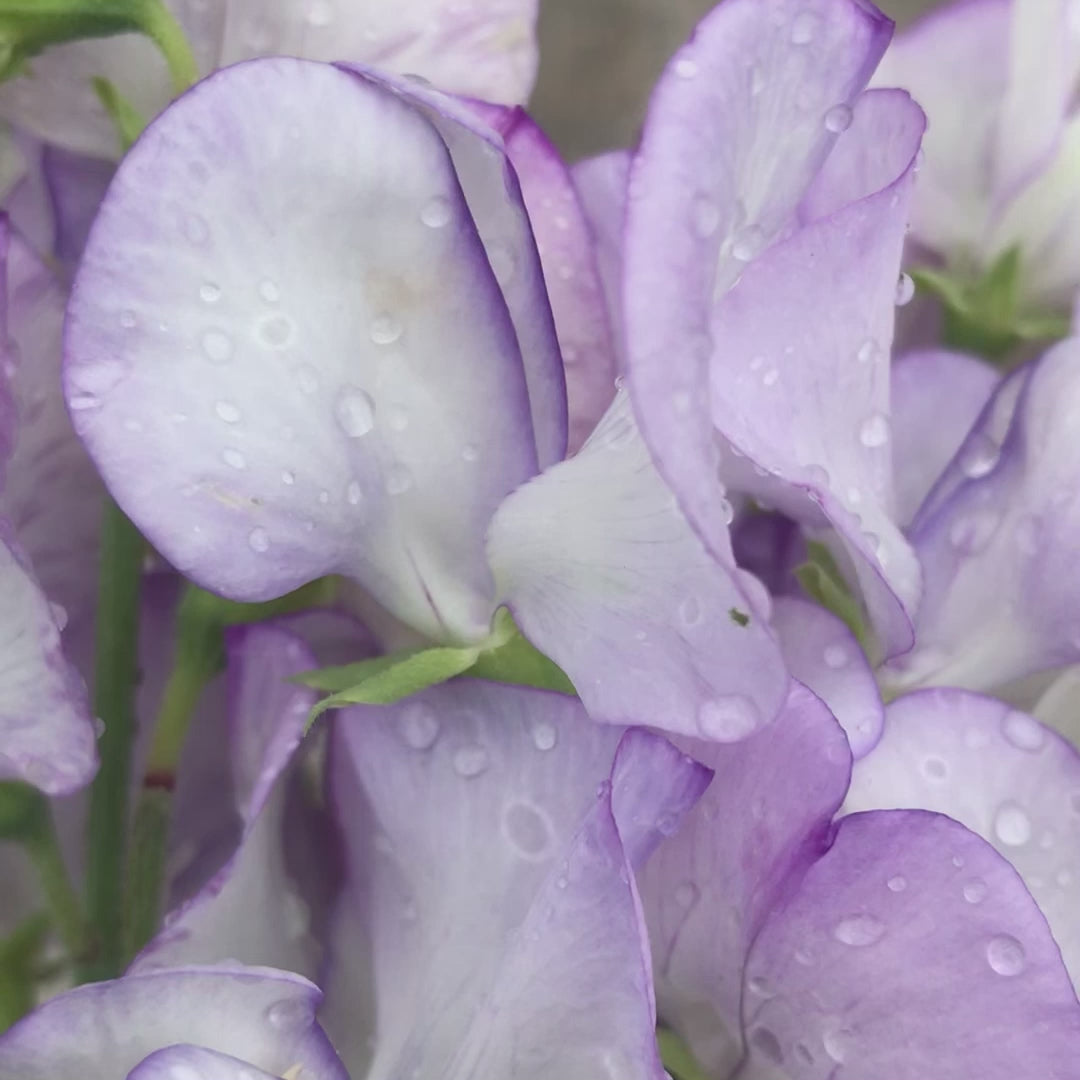 Video showing 'Romeo' sweet pea flowers in a small bouquet