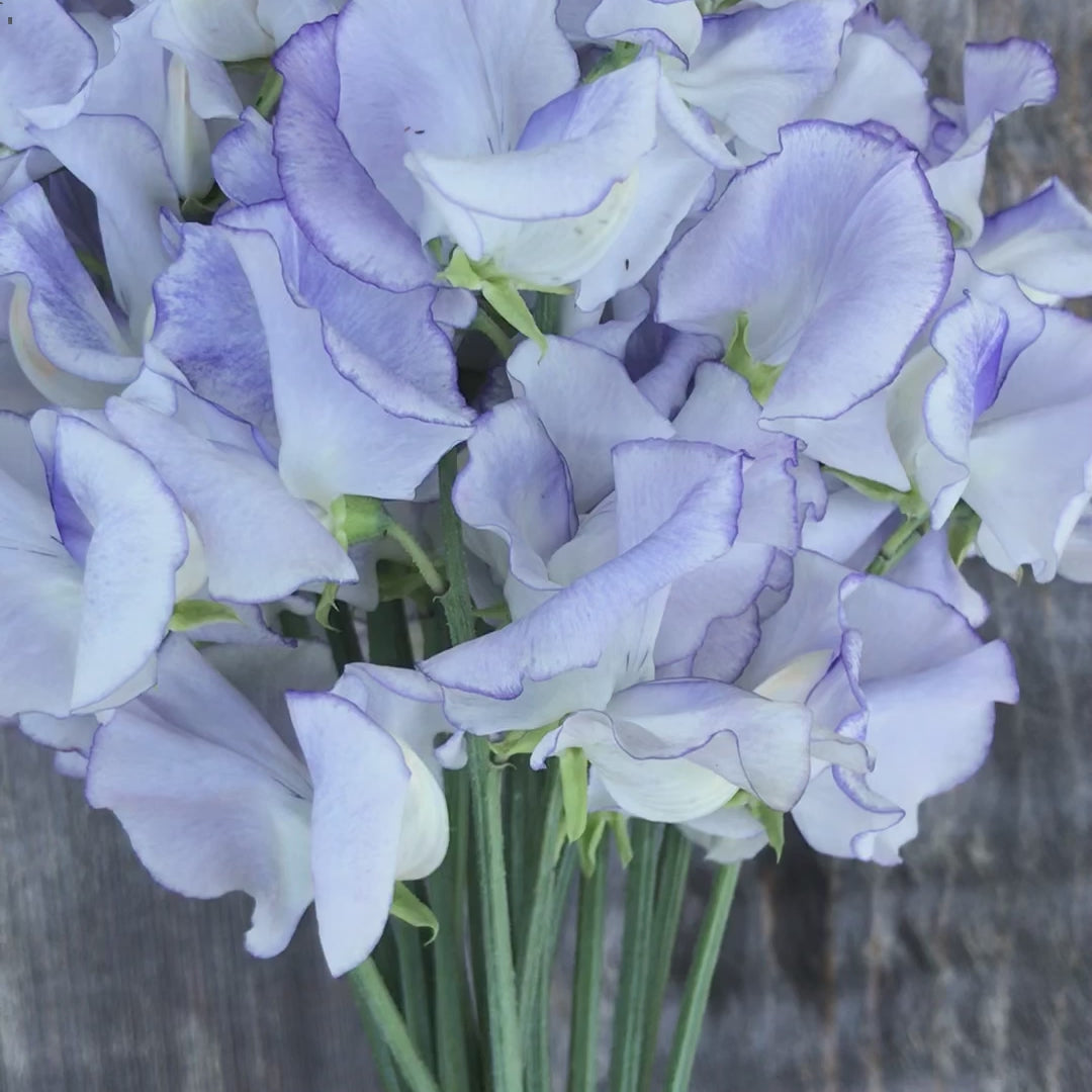 Betty Maiden Sweet Pea Flowers